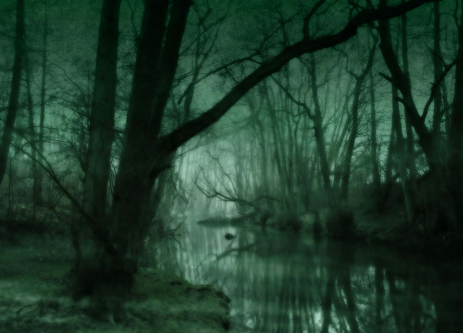 Elverde Oscuro De La Naturaleza De Un Bosque En Plena Floración Fondo de pantalla