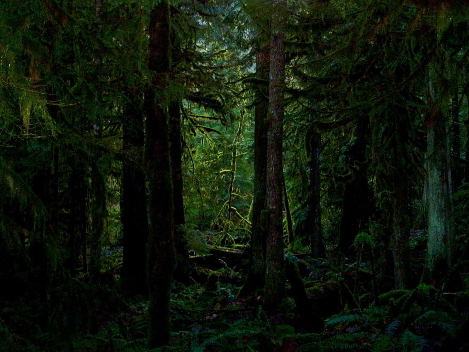 Descubreel Encanto Del Bosque Verde Oscuro Fondo de pantalla