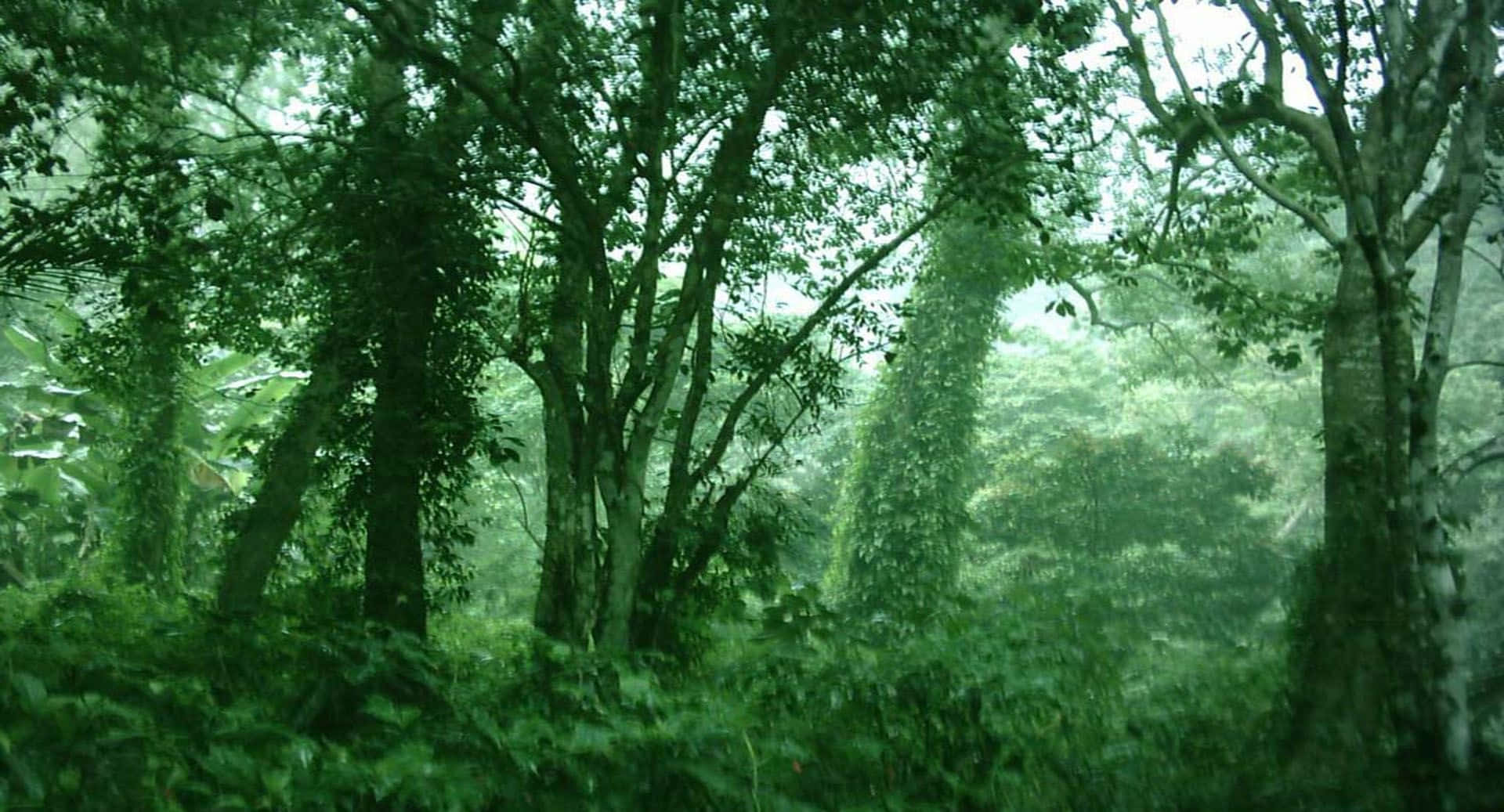 Vistadesde El Interior Del Bosque Verde Oscuro. Fondo de pantalla