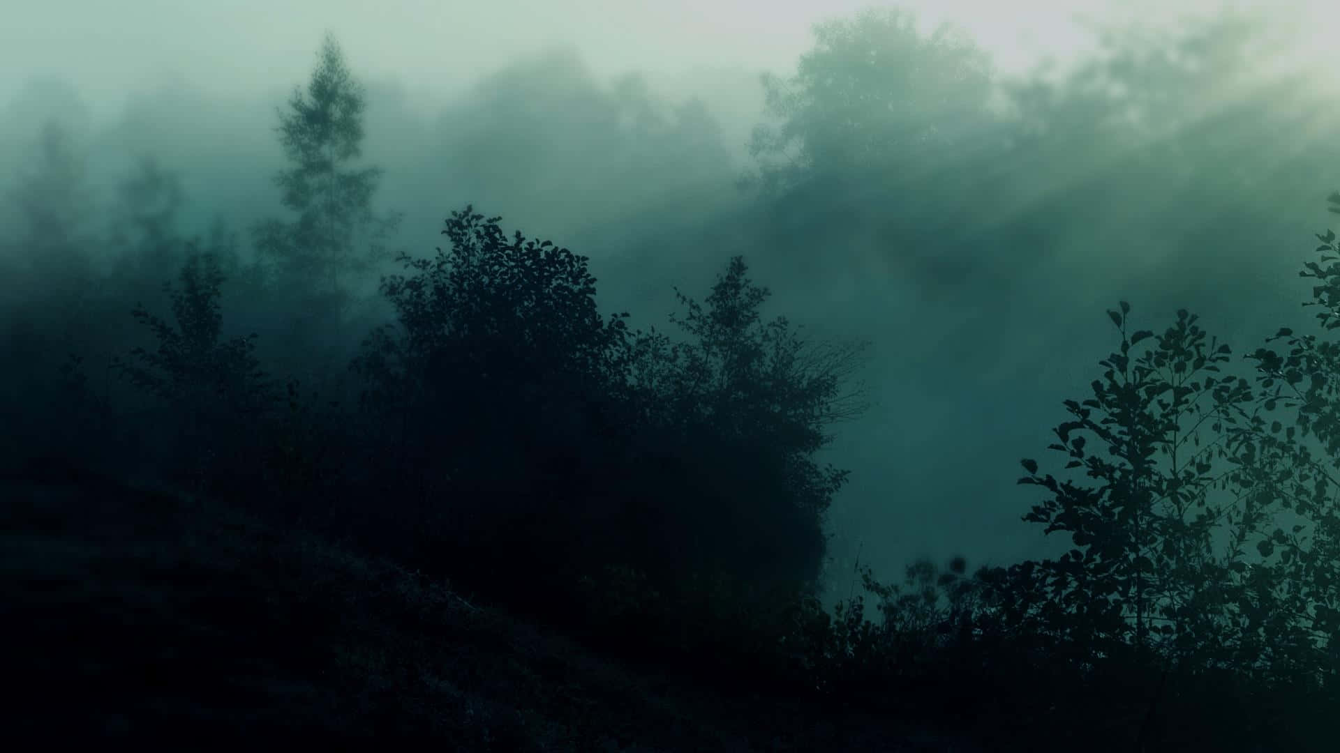 Untranquilo Y Oscuro Bosque Verde, Rodeado De Altos Árboles. Fondo de pantalla