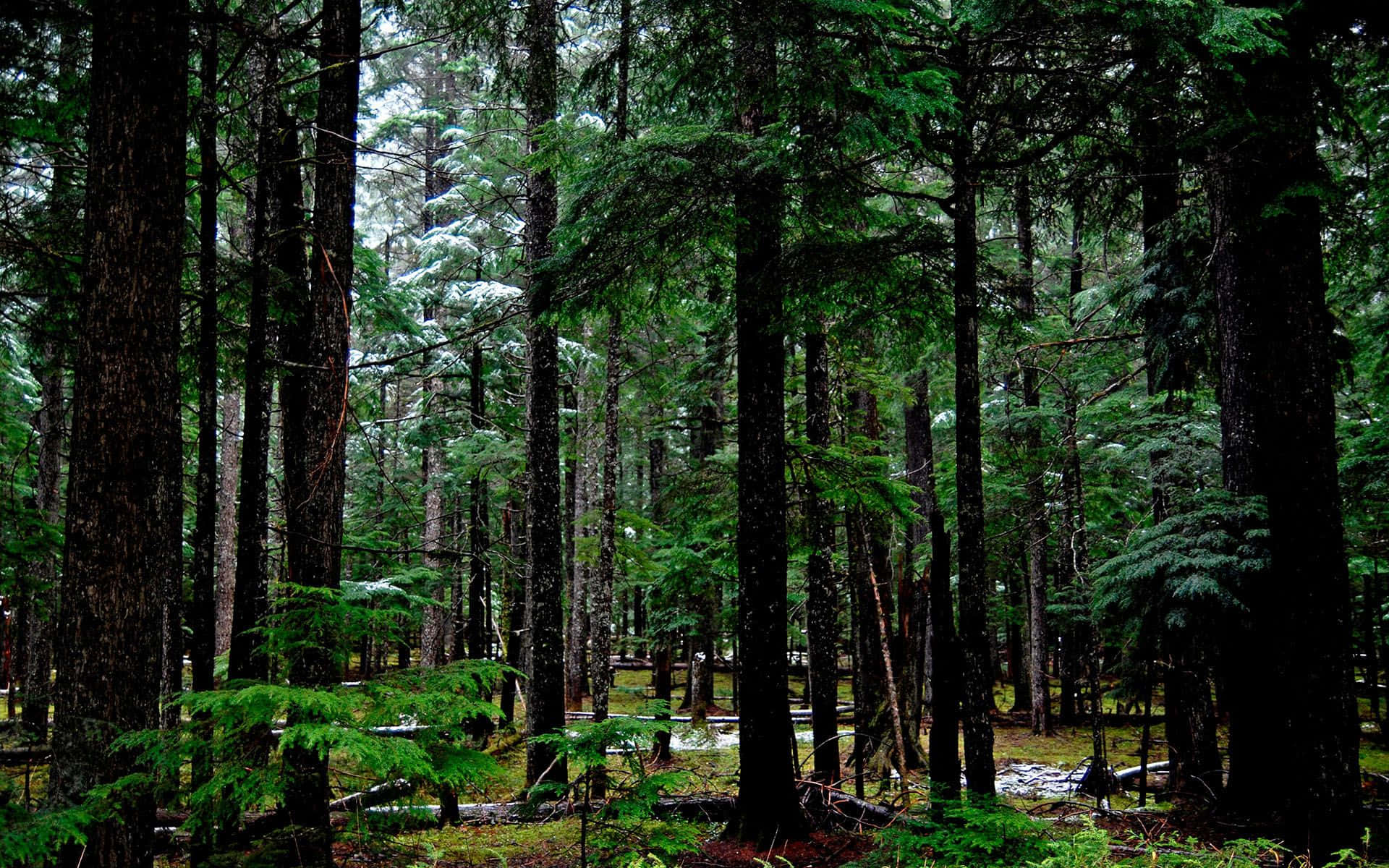 Explorael Fascinante Bosque Verde Oscuro Fondo de pantalla