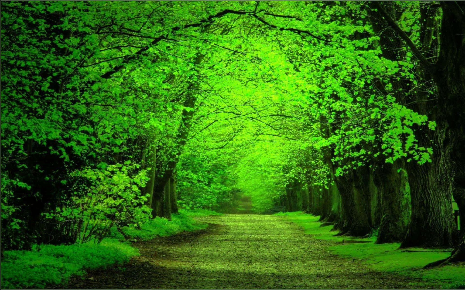 Dark Green Forest with Rays of Sunshine Wallpaper