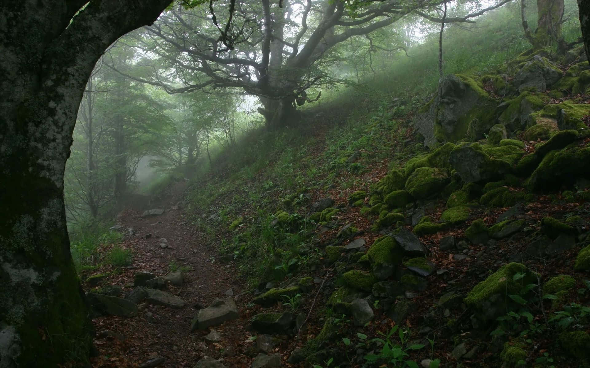 Sumérgetemás Profundo En El Bosque Verde Oscuro Y Explora Sus Misterios. Fondo de pantalla