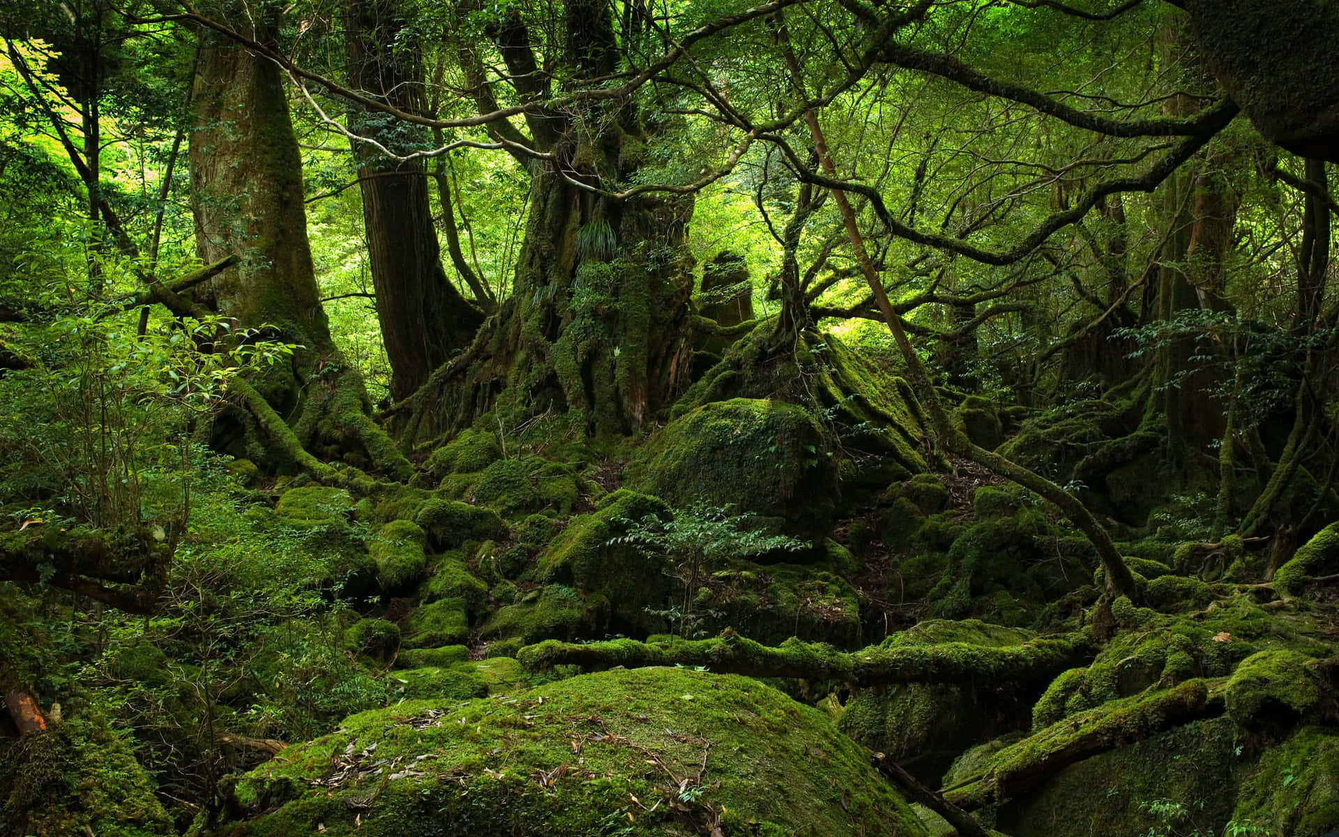 experience the beauty of a dark green forest Wallpaper