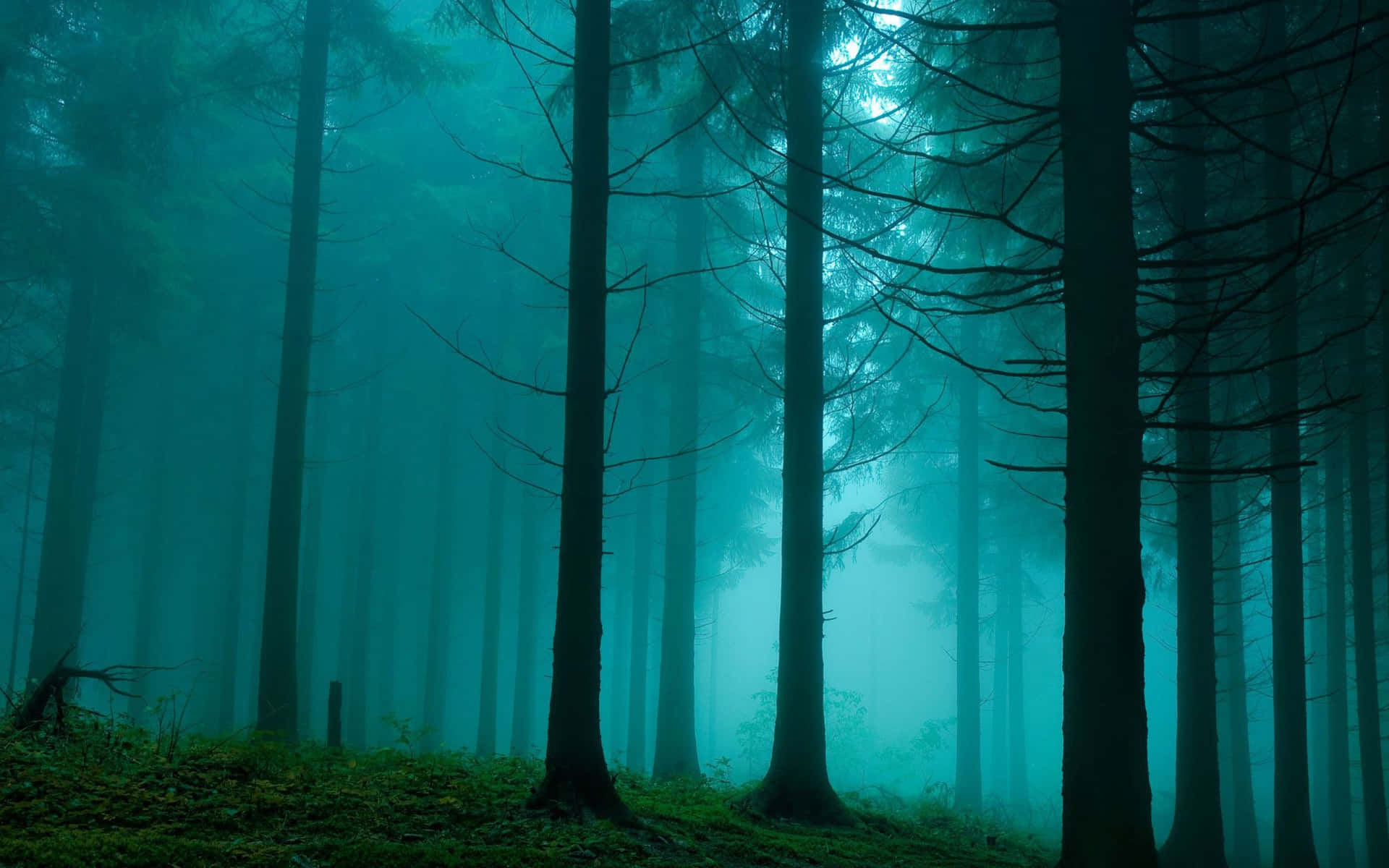 Disfrutade La Tranquilidad Y La Belleza De Un Bosque Verde Oscuro. Fondo de pantalla