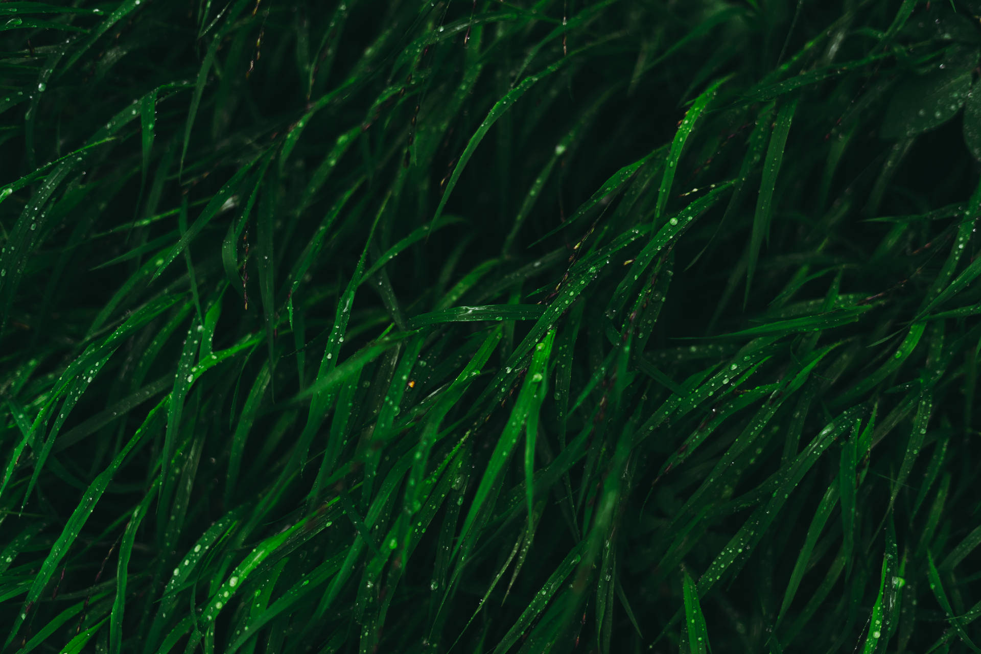 Dark Green Grass Aesthetic Photography