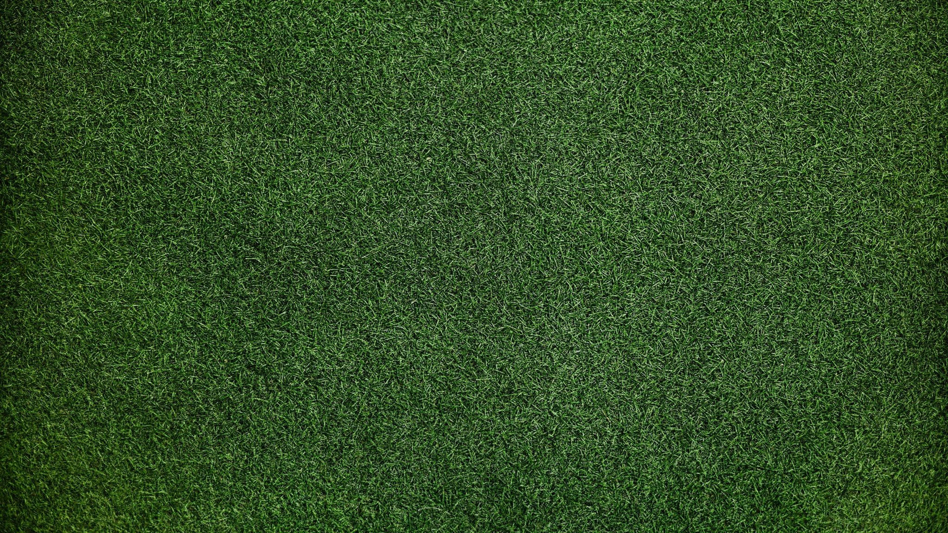 Verdant Green Meadow Wallpaper