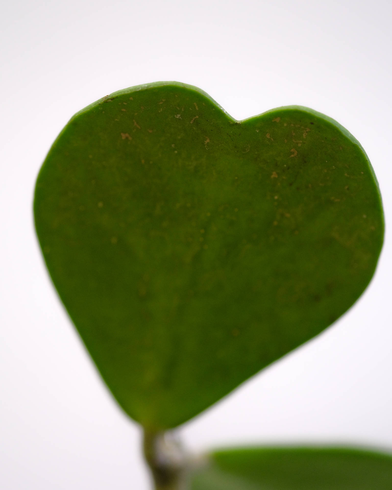 Dark Green Heart Leaf Wallpaper