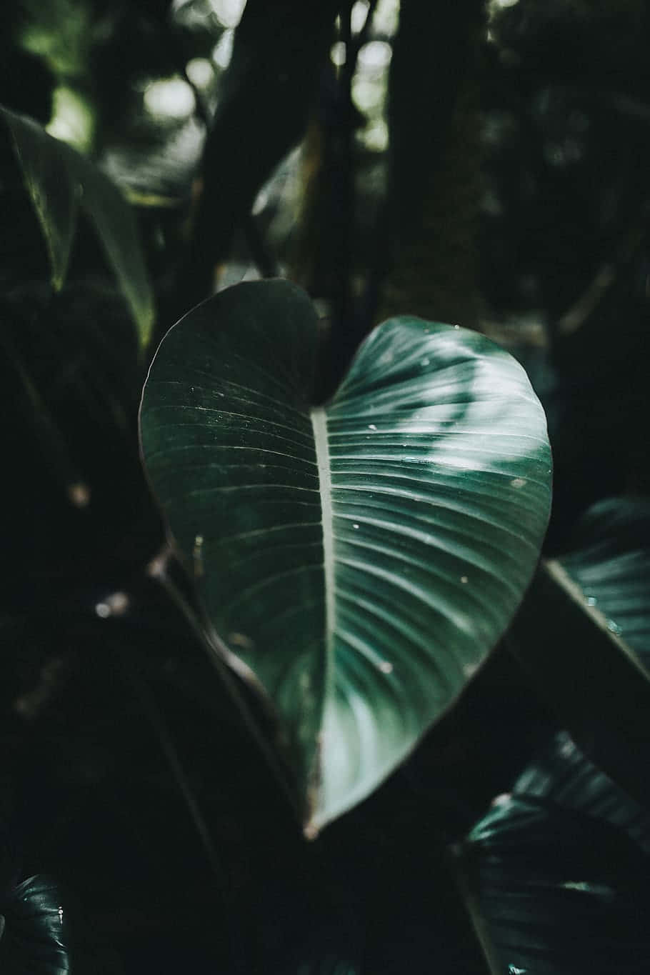 Dark Green Heart Shaped Leaf Wallpaper