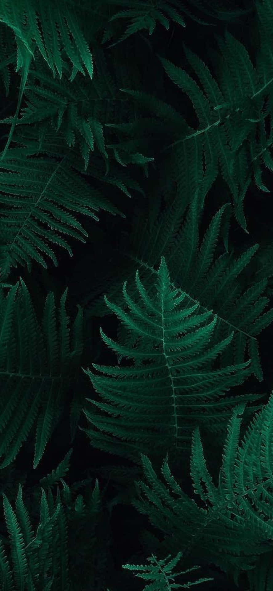 Dark Green iPhone Tropical Fern Leaves Wallpaper