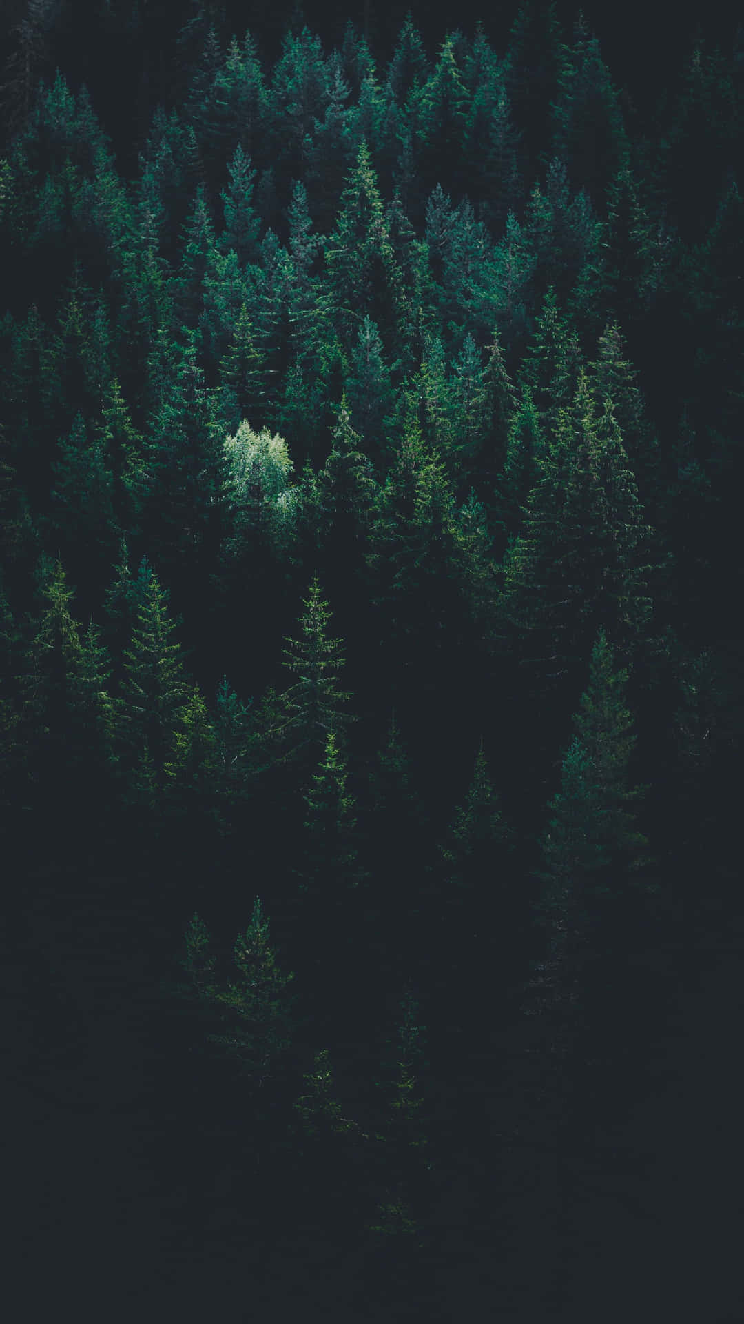 Pine Tree Forest Dark Green Iphone Wallpaper
