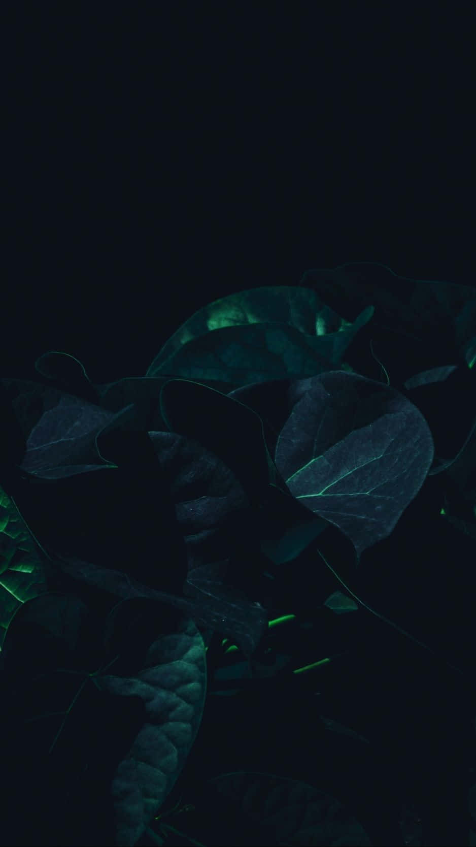 Black Leaves Dark Green iPhone Wallpaper