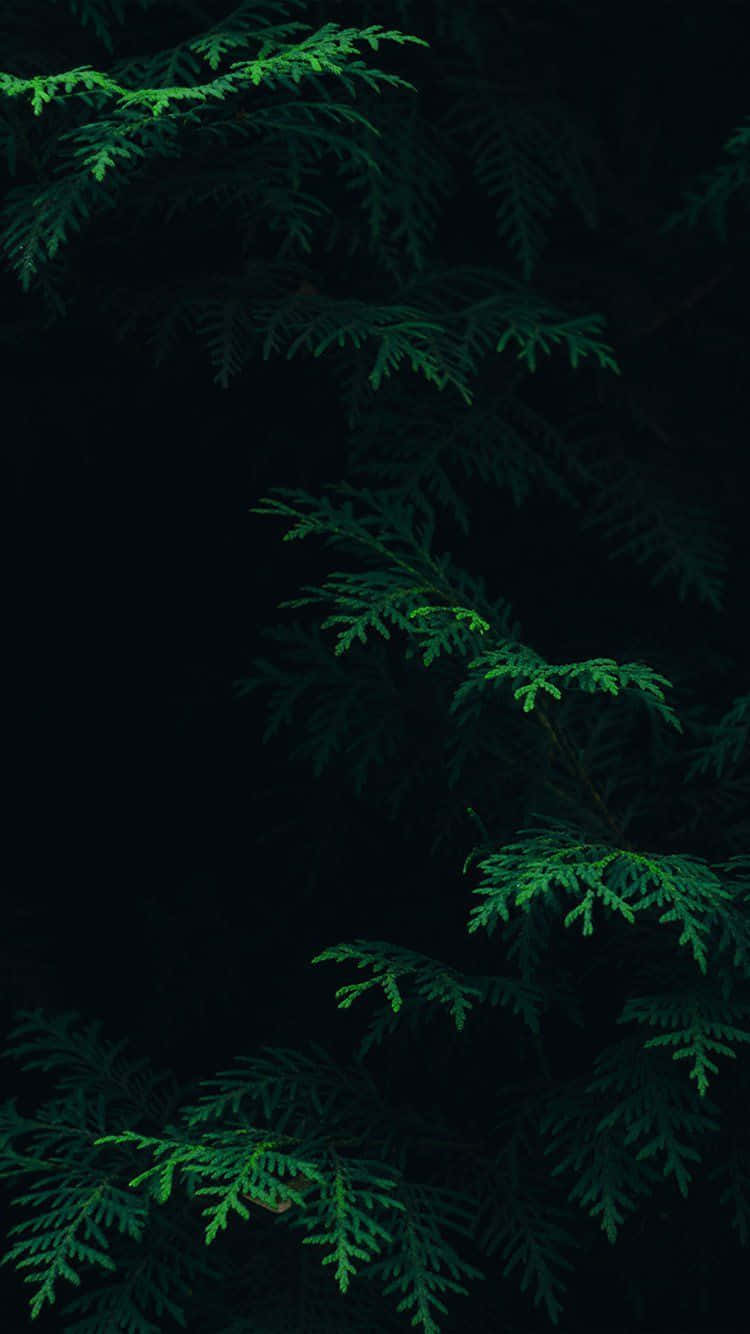 Fern Leaves Dark Green iPhone Wallpaper