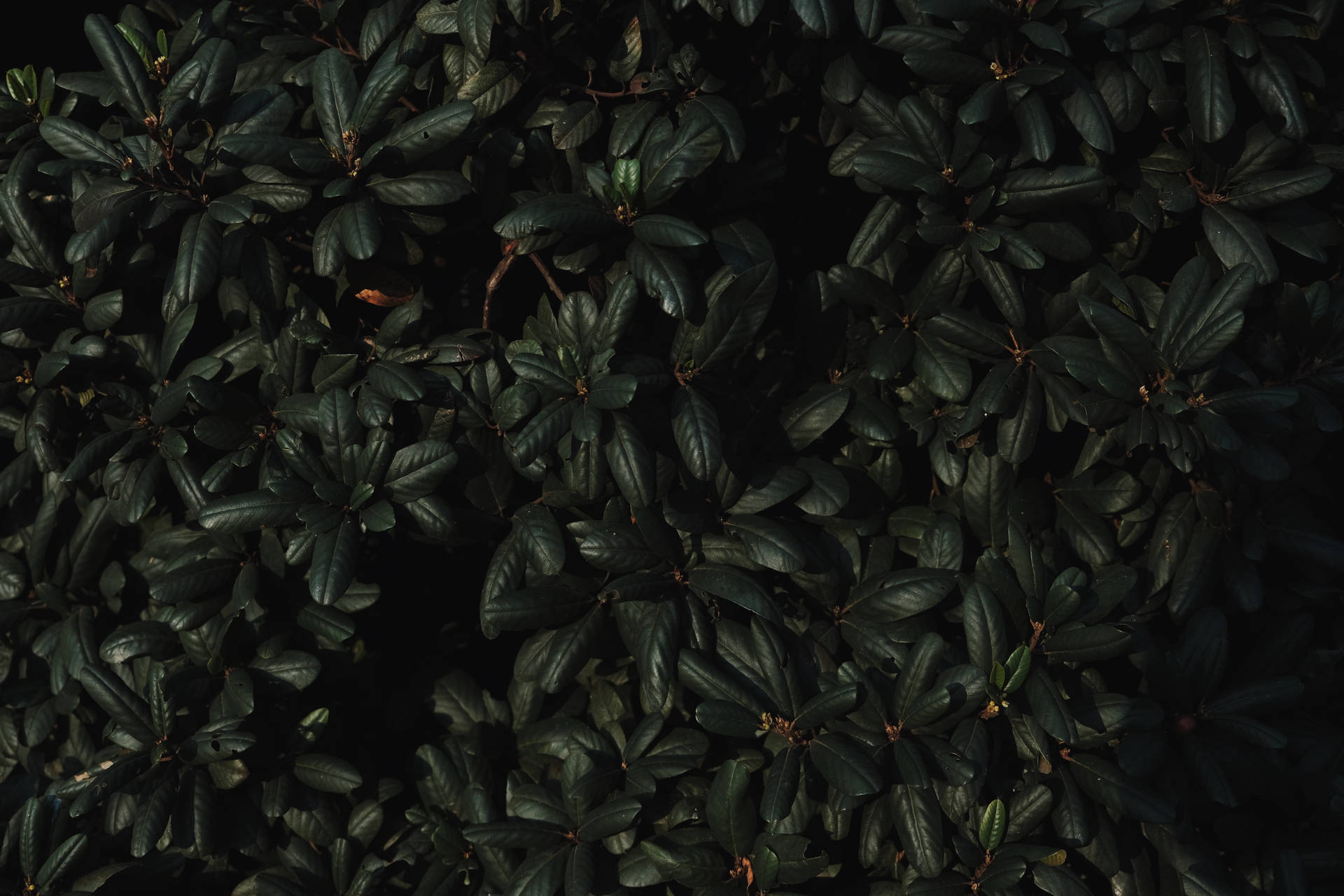 Dark Green Leaves Background