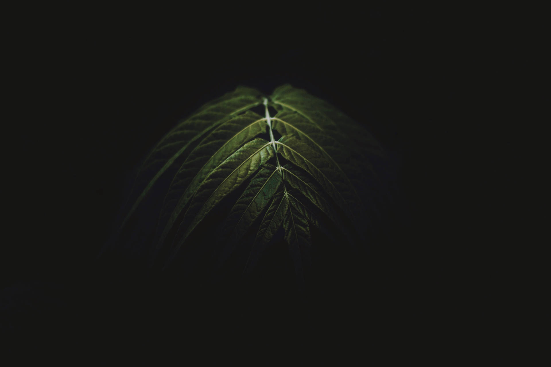 Hojasde Color Verde Oscuro En La Oscuridad. Fondo de pantalla