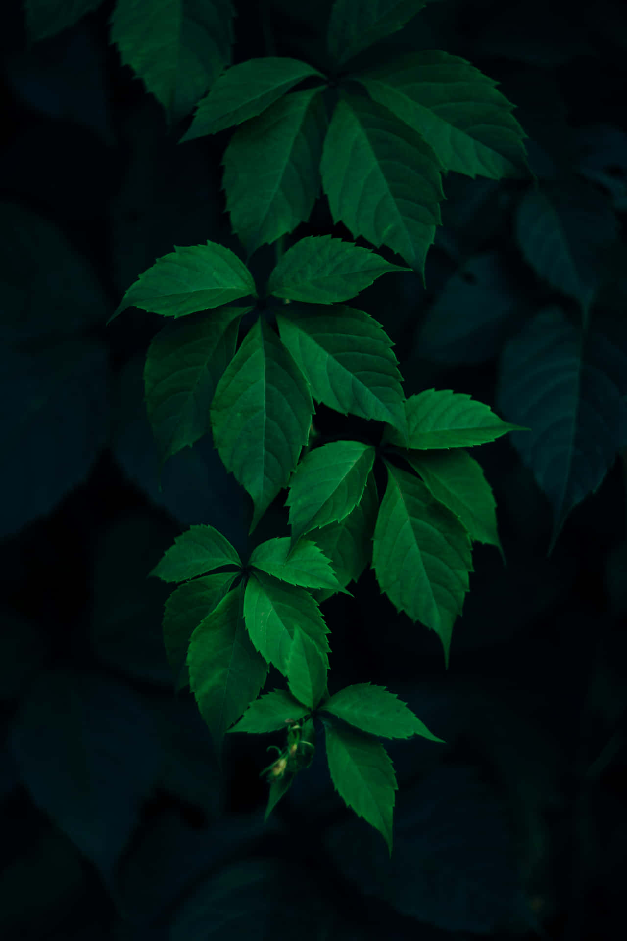 Dark Green Leaves Night Aesthetic.jpg Wallpaper
