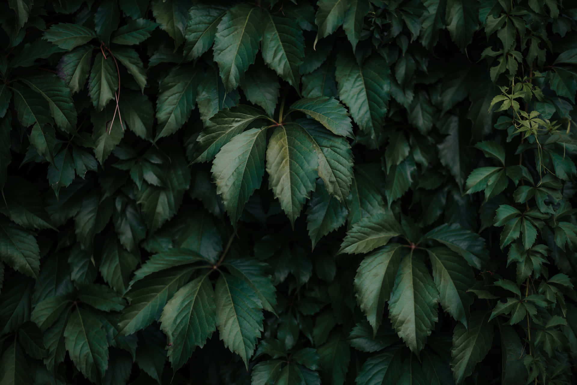 Dark Green Leaves Texture Wallpaper