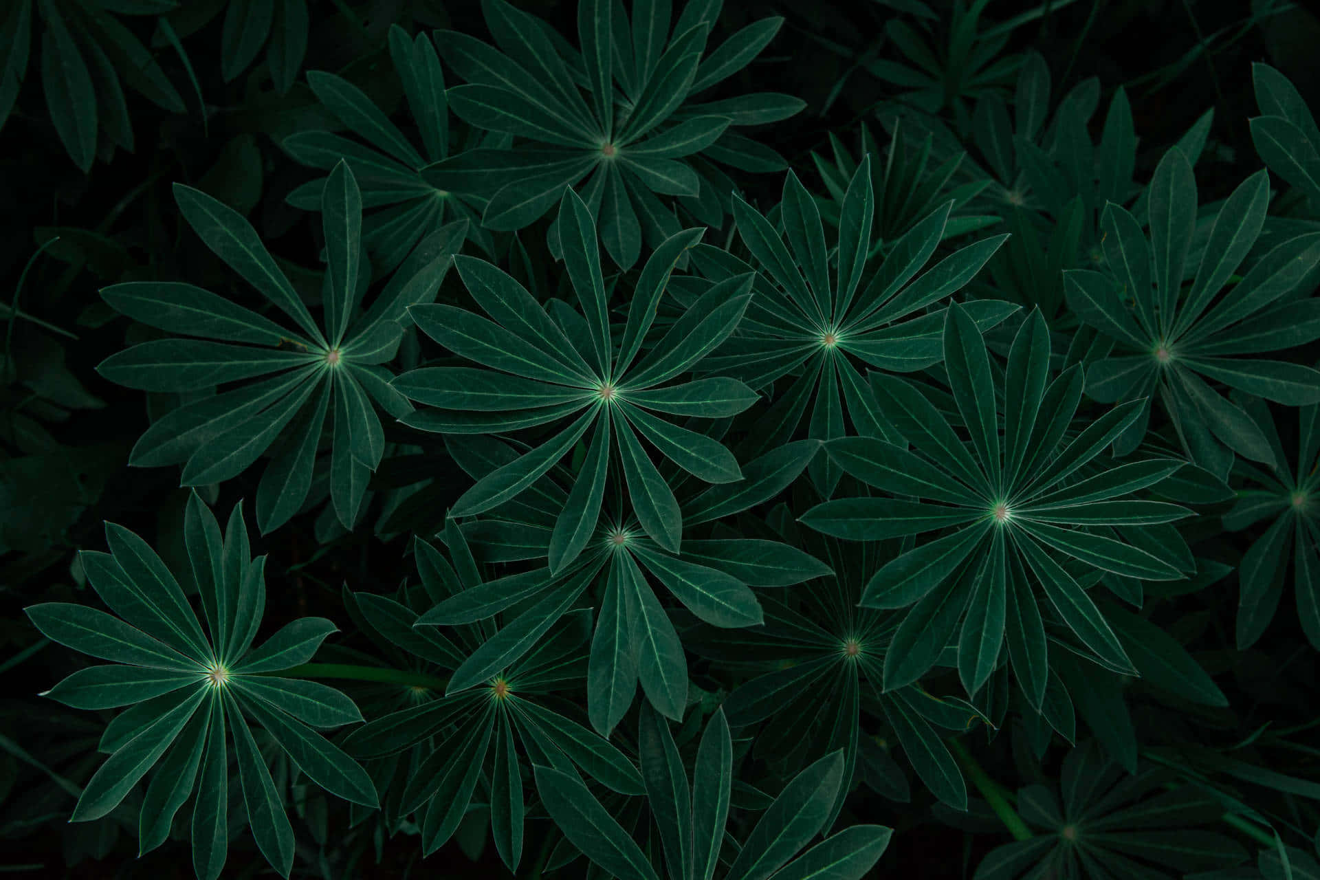 Dark Green Lupine Leaves Aesthetic Wallpaper