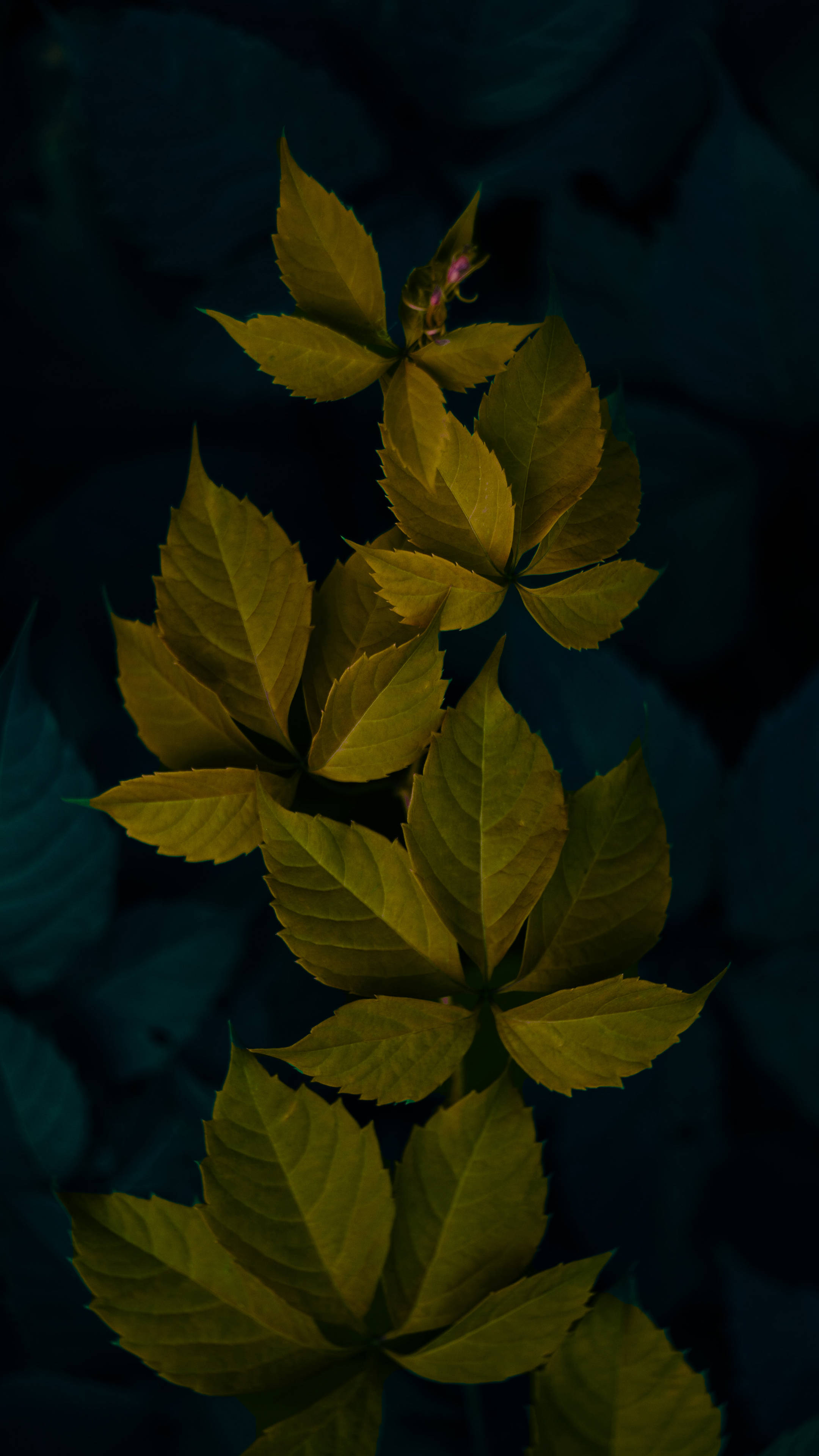 Dark Green Minimalist Plant Leaves Wallpaper