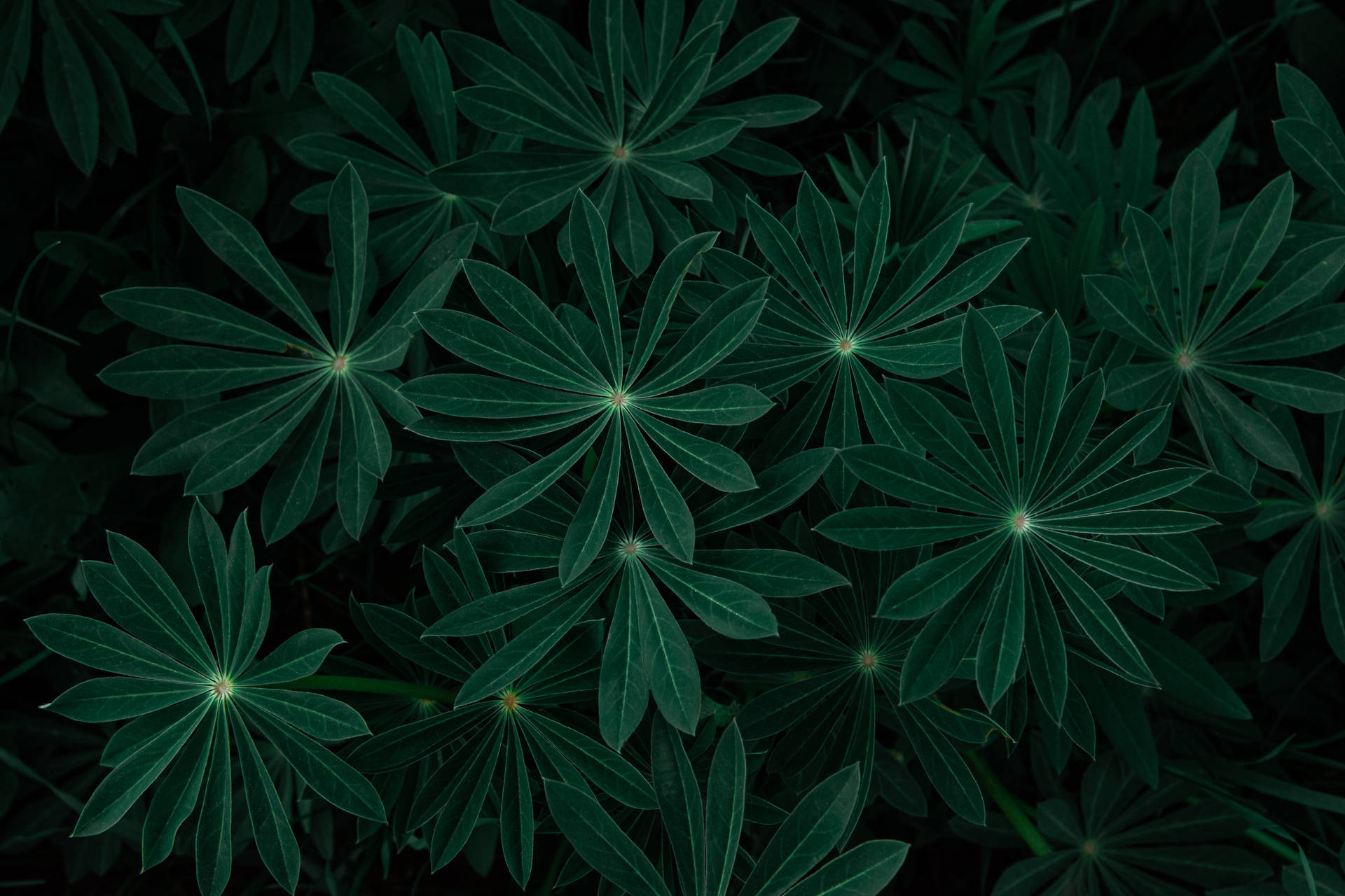 Dark Green Nature Leaves