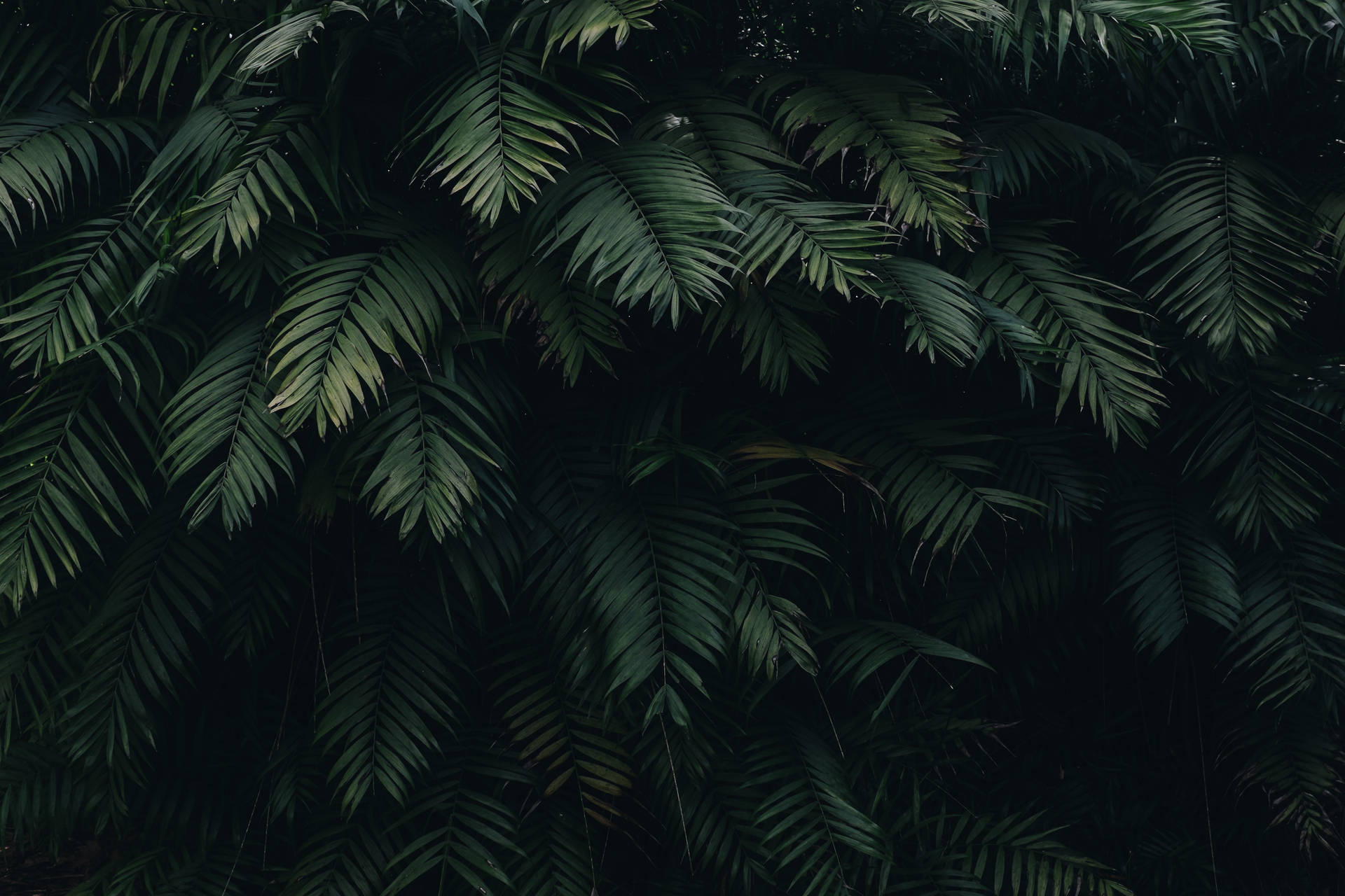 Dark Green Palm Leaves Desktop Computer Background