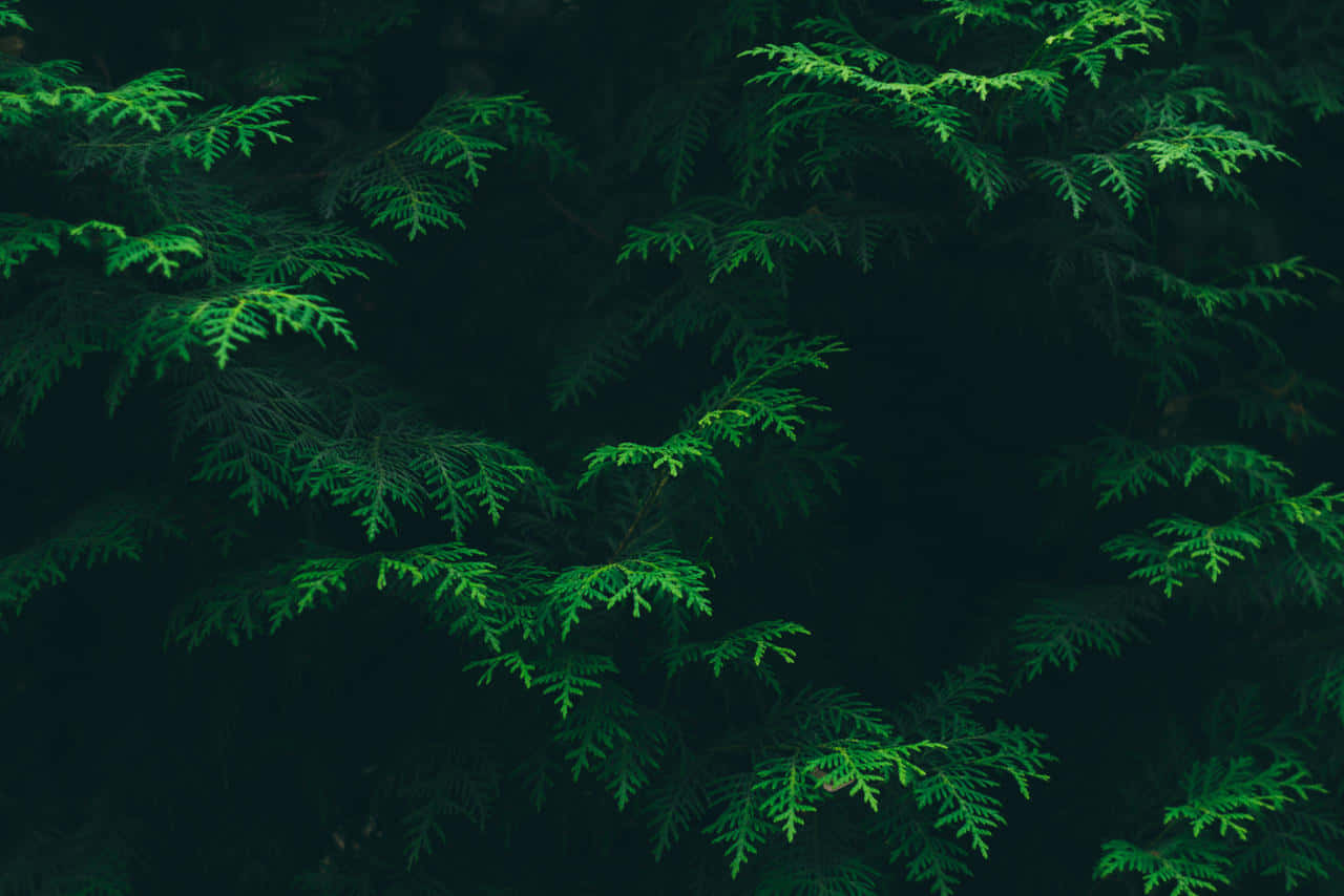 Dark Green Pine Branches Texture Wallpaper
