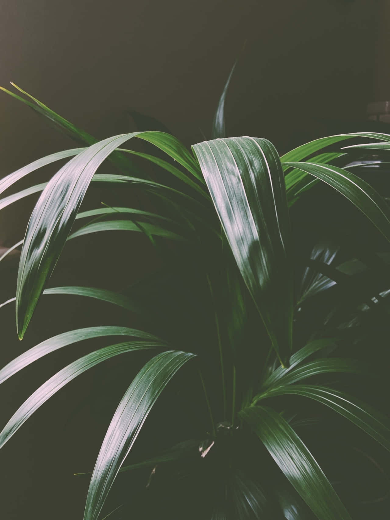 Dark Green Plant Moody Lighting Wallpaper