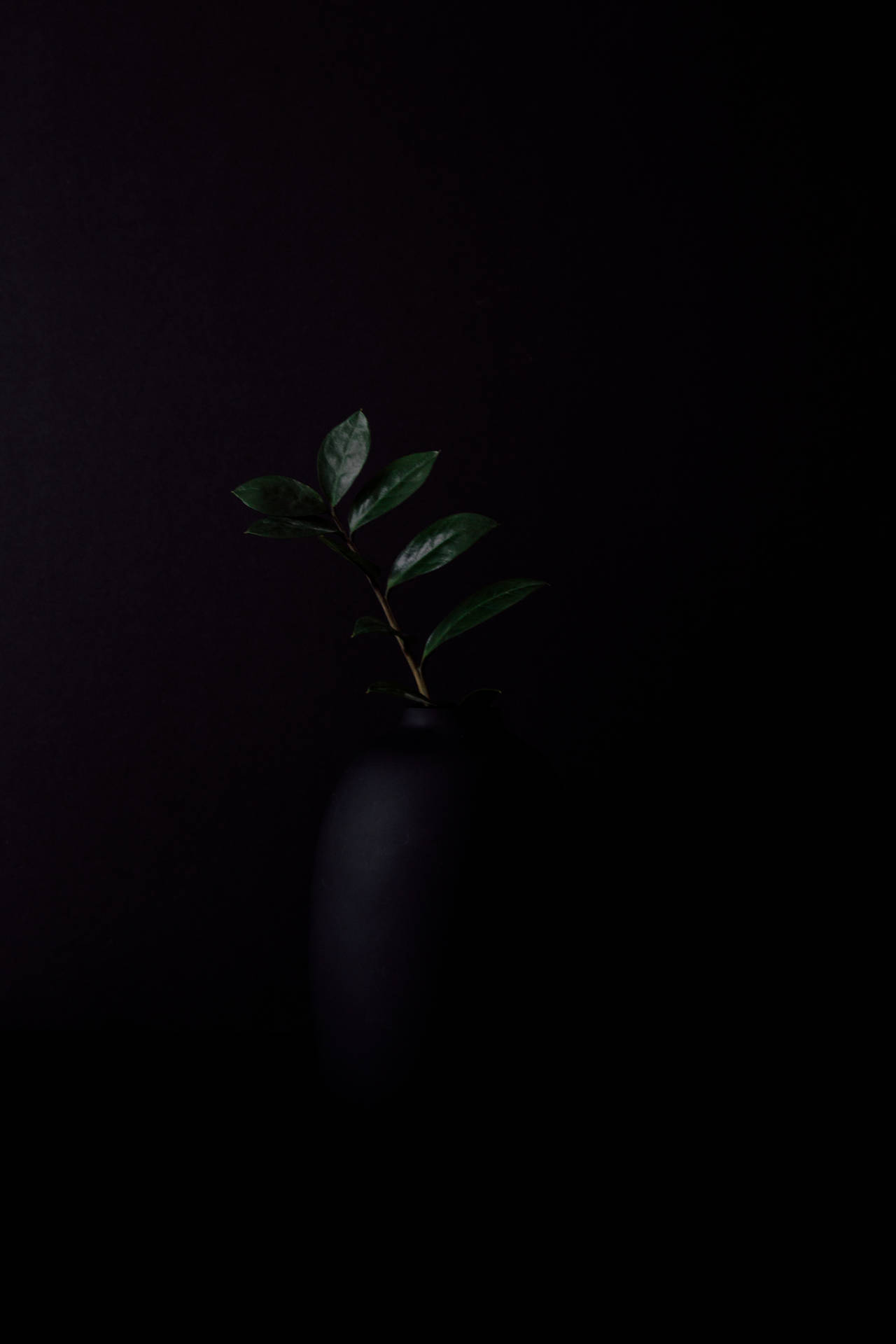 Dark Green Plant On Black Vase Background