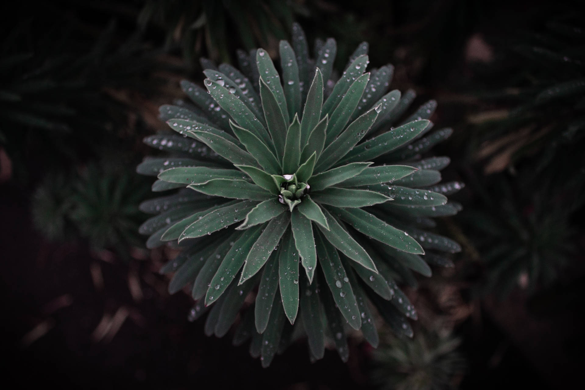 Dark Green Plant With Water Drops
