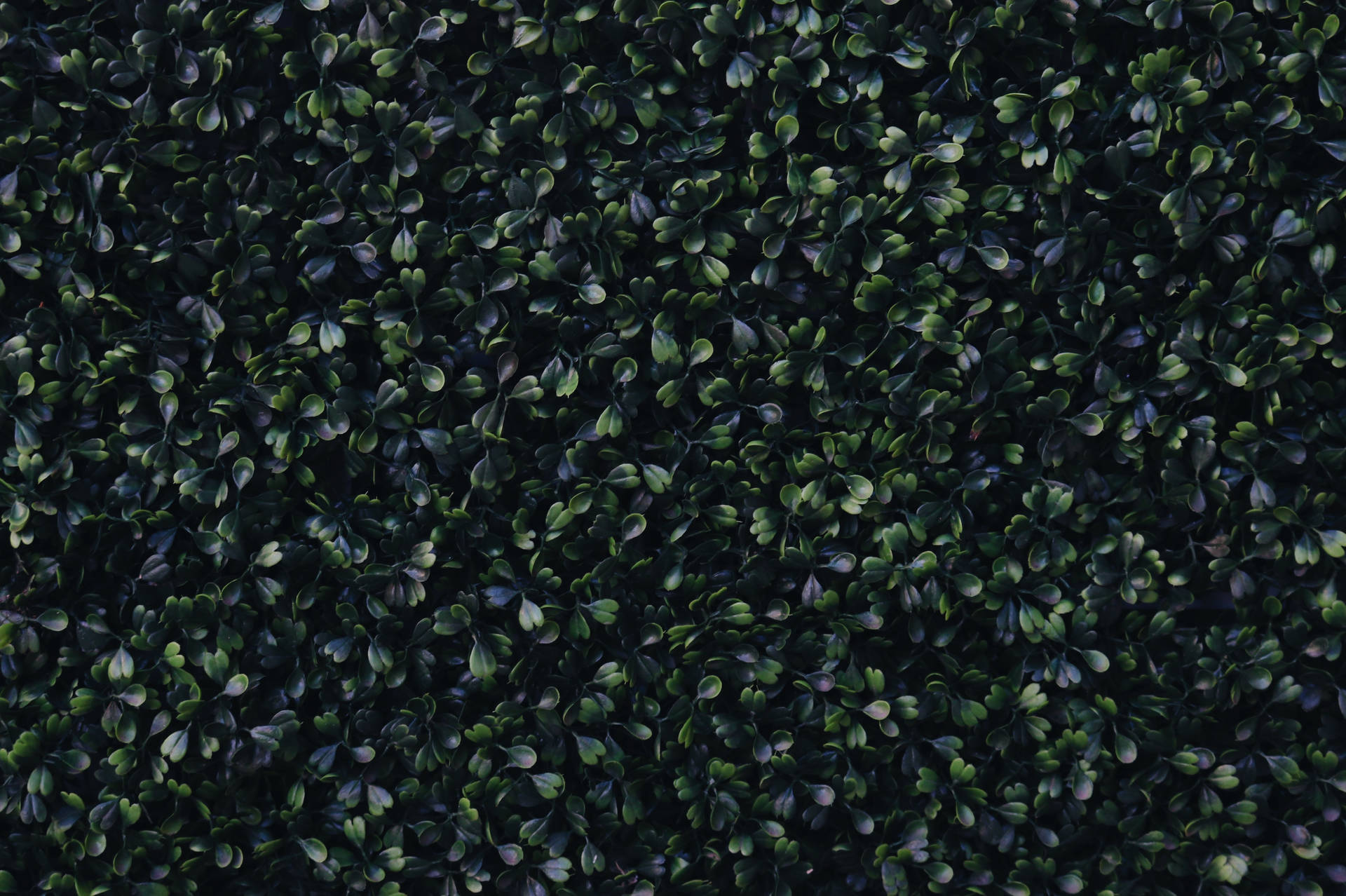 Dark Green Tiny Leaves Wallpaper