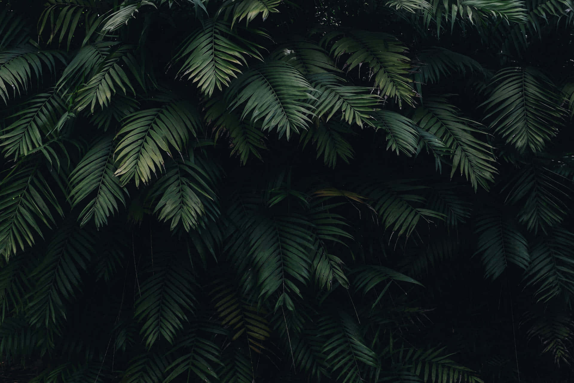 Dark Green Tropical Leaves Aesthetic.jpg Wallpaper