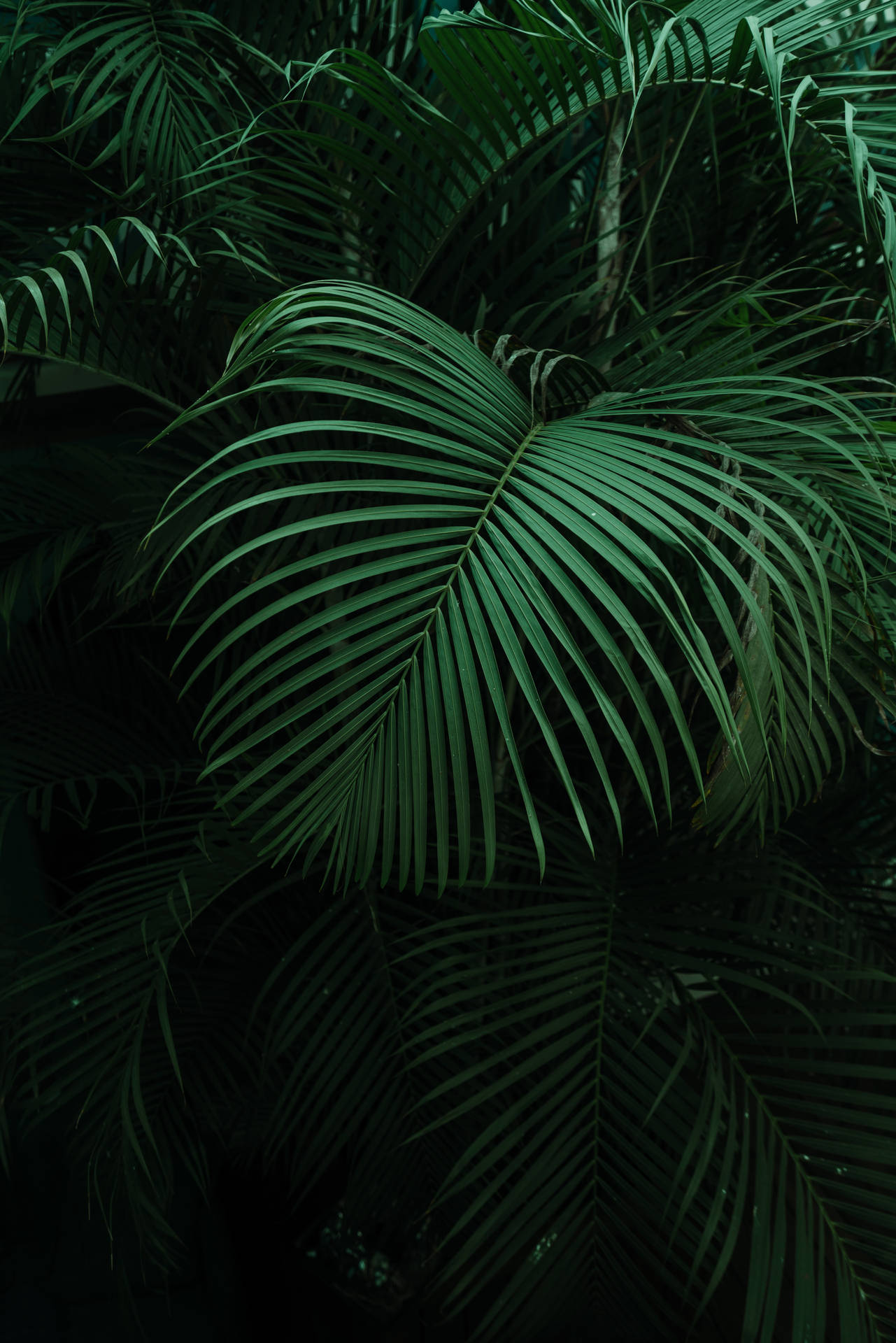 Dark Green Tropical Palm Leaves Background