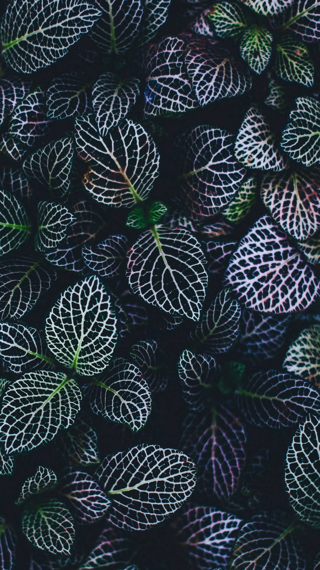 Mörkgrönaväxter Med Vita Linjer Som Varierar. Wallpaper