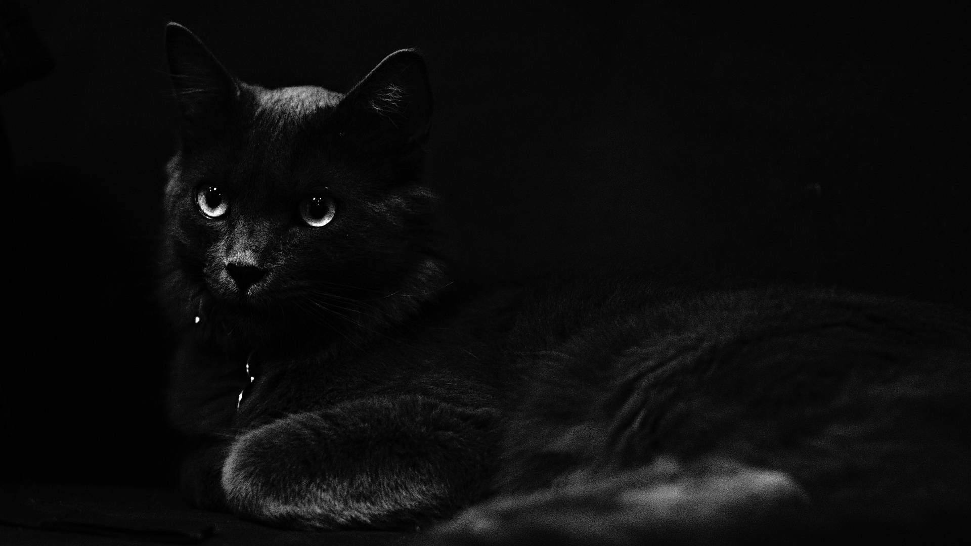 Dark Halloween Black Cat Wallpaper