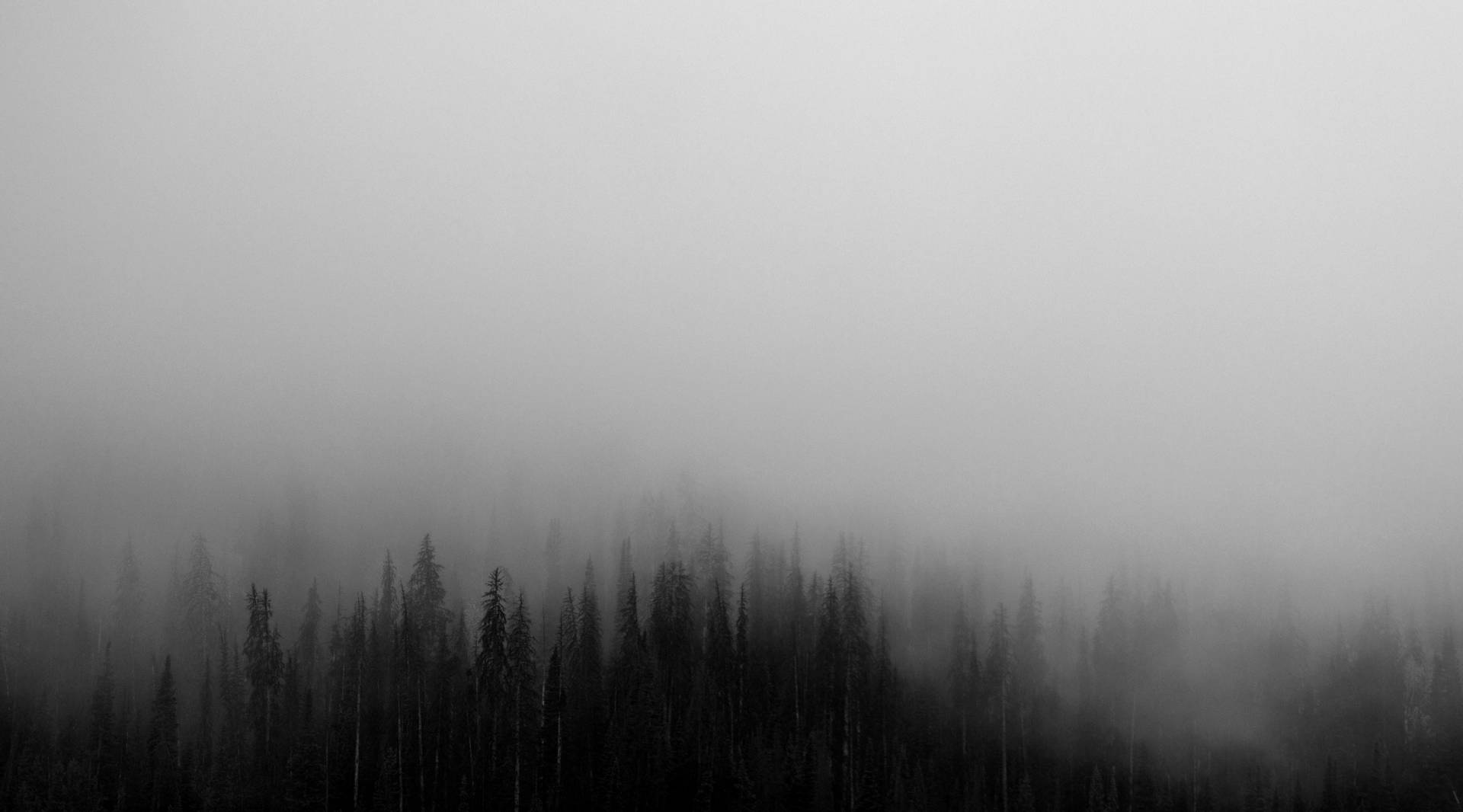 Dark Halloween Forest Mist