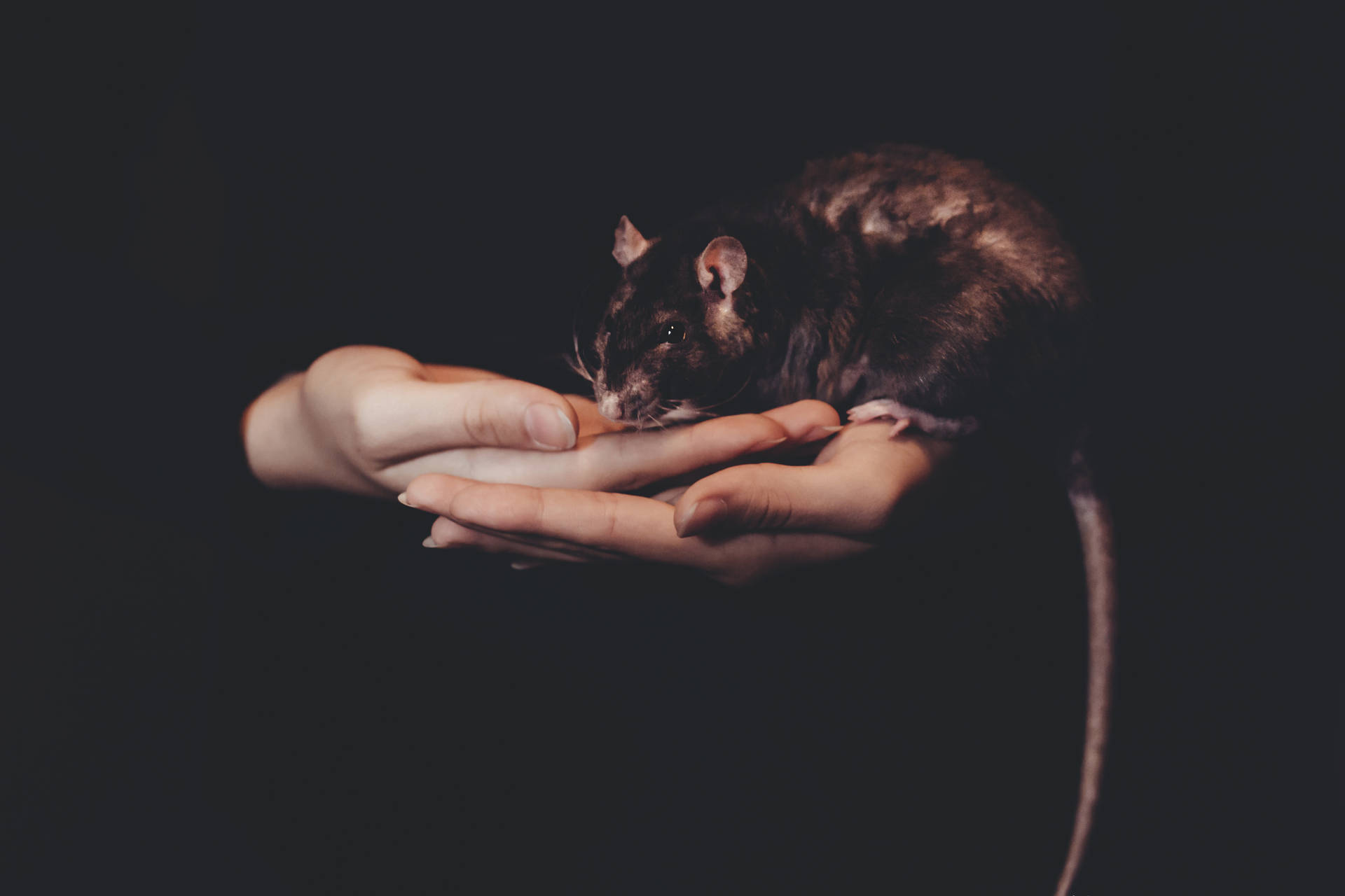 Dark Halloween Pet Rat