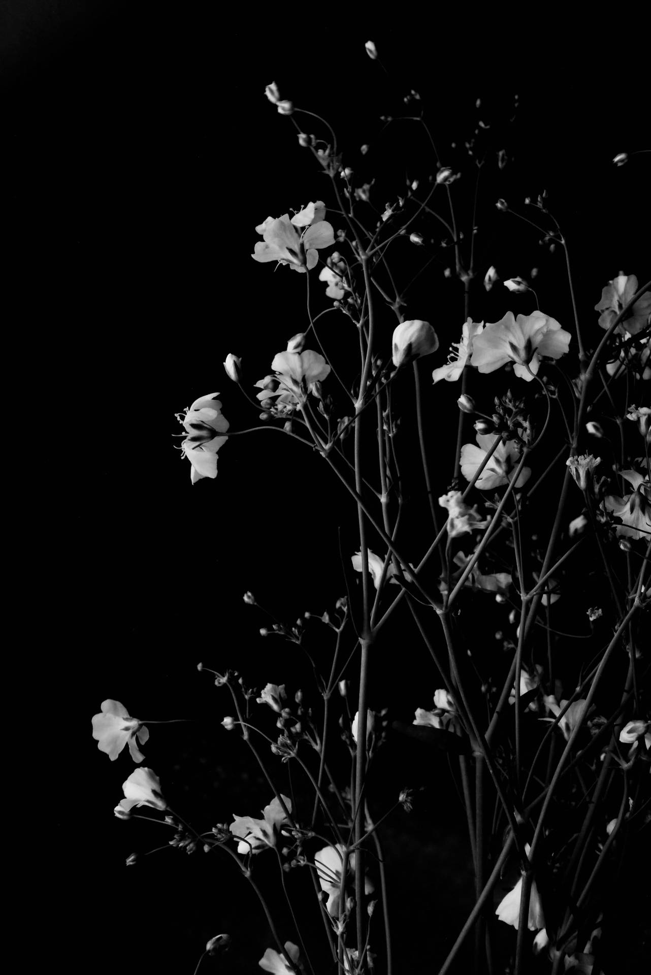 Dark HD Flowers Monochrome Phone Wallpaper