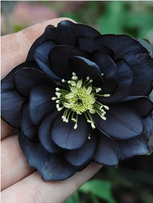 Dark Hellebore Flowerin Hand PNG