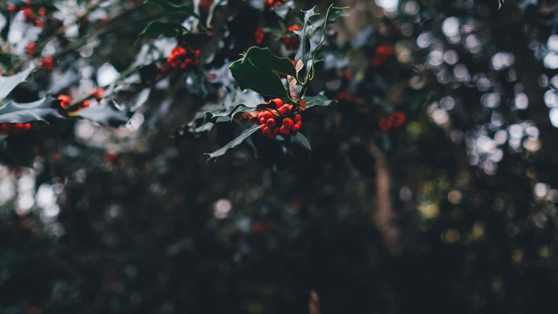 Dark Holly Berries Christmas Aesthetic Wallpaper