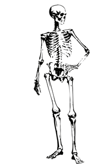 Dark Human Skeleton Profile PNG