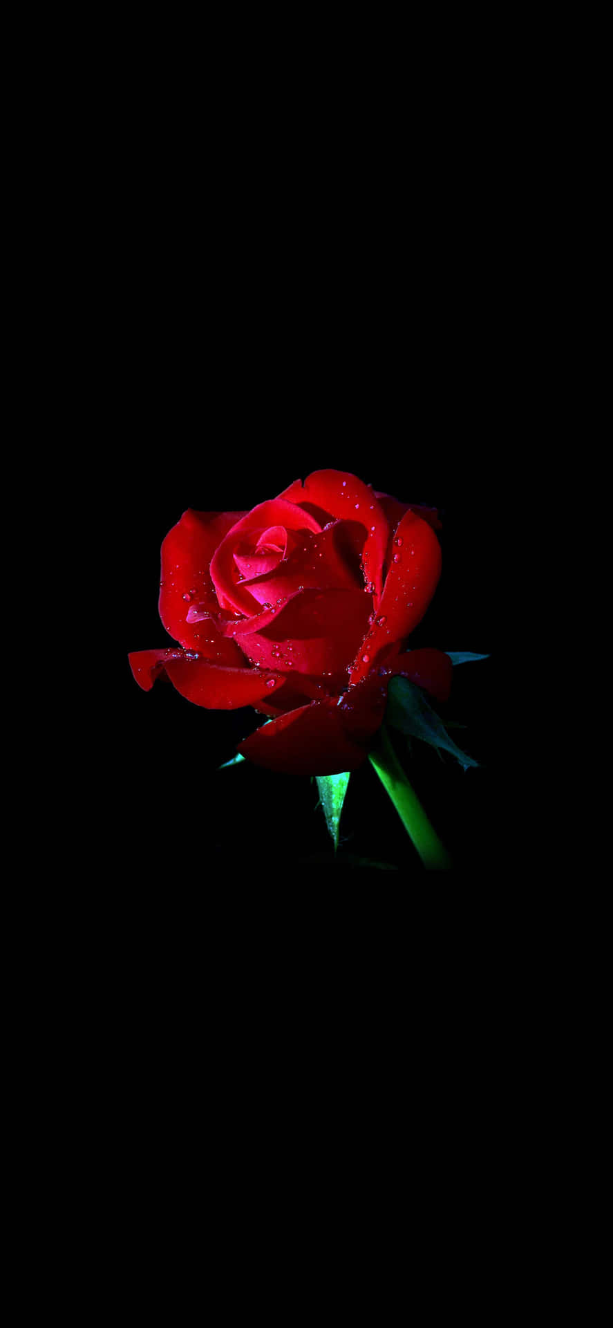 Download A Red Rose On A Black Background 
