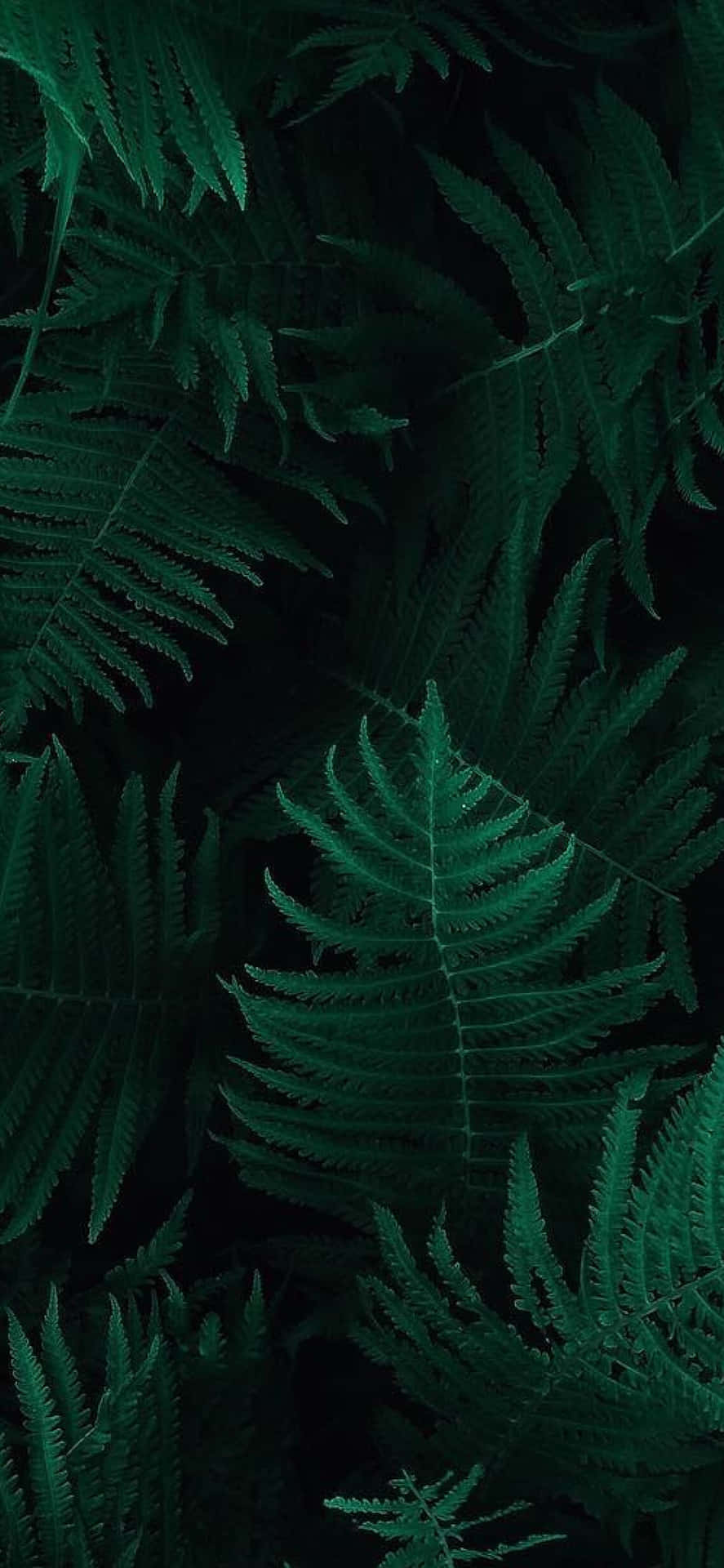 Fern Leaves Wallpaper - Wallpapers For Iphone