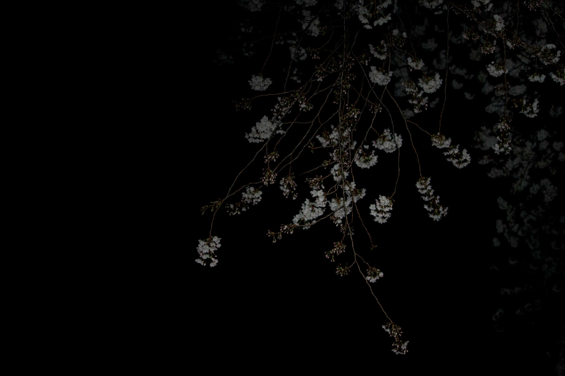 A Black Background With White Flowers Wallpaper