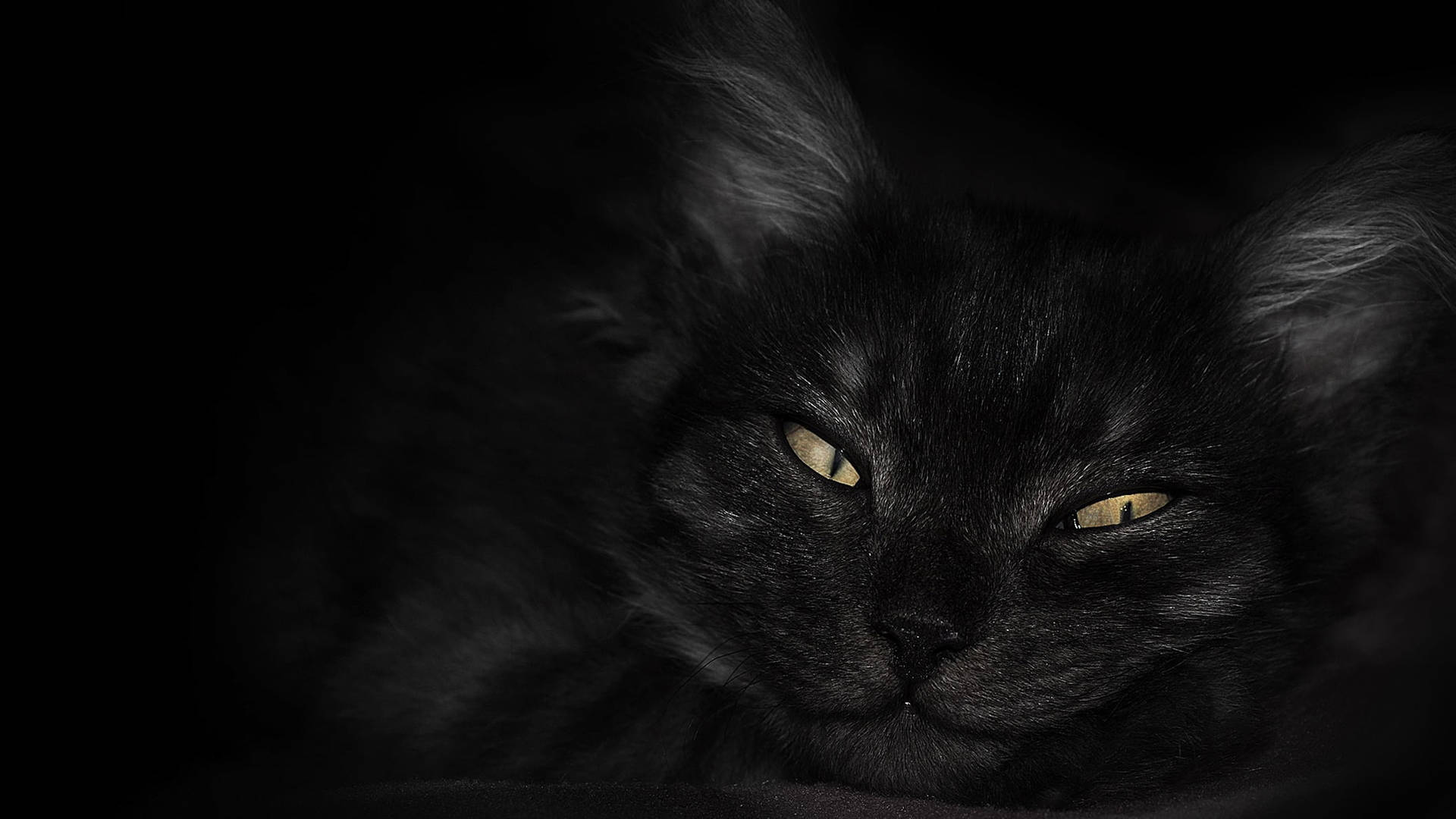 Dark Laptop Black Cat With Yellow Eyes Background