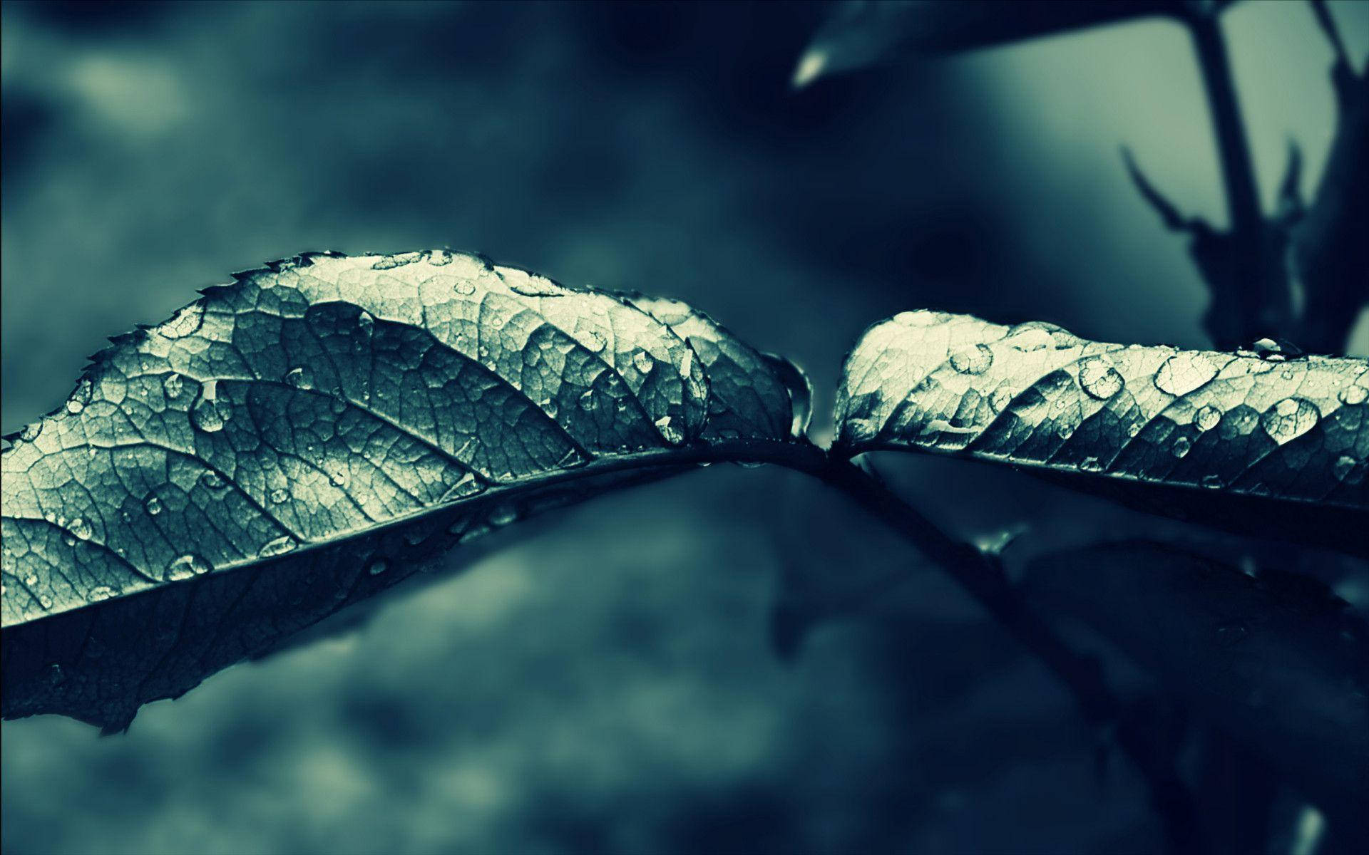 Dark Leaves Most Beautiful Rain