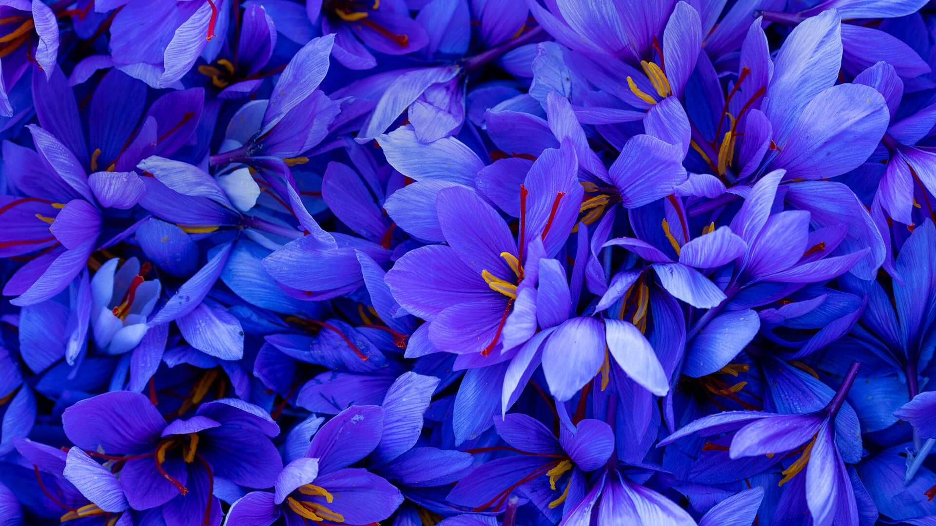 Dark Lilac Saffron Wallpaper