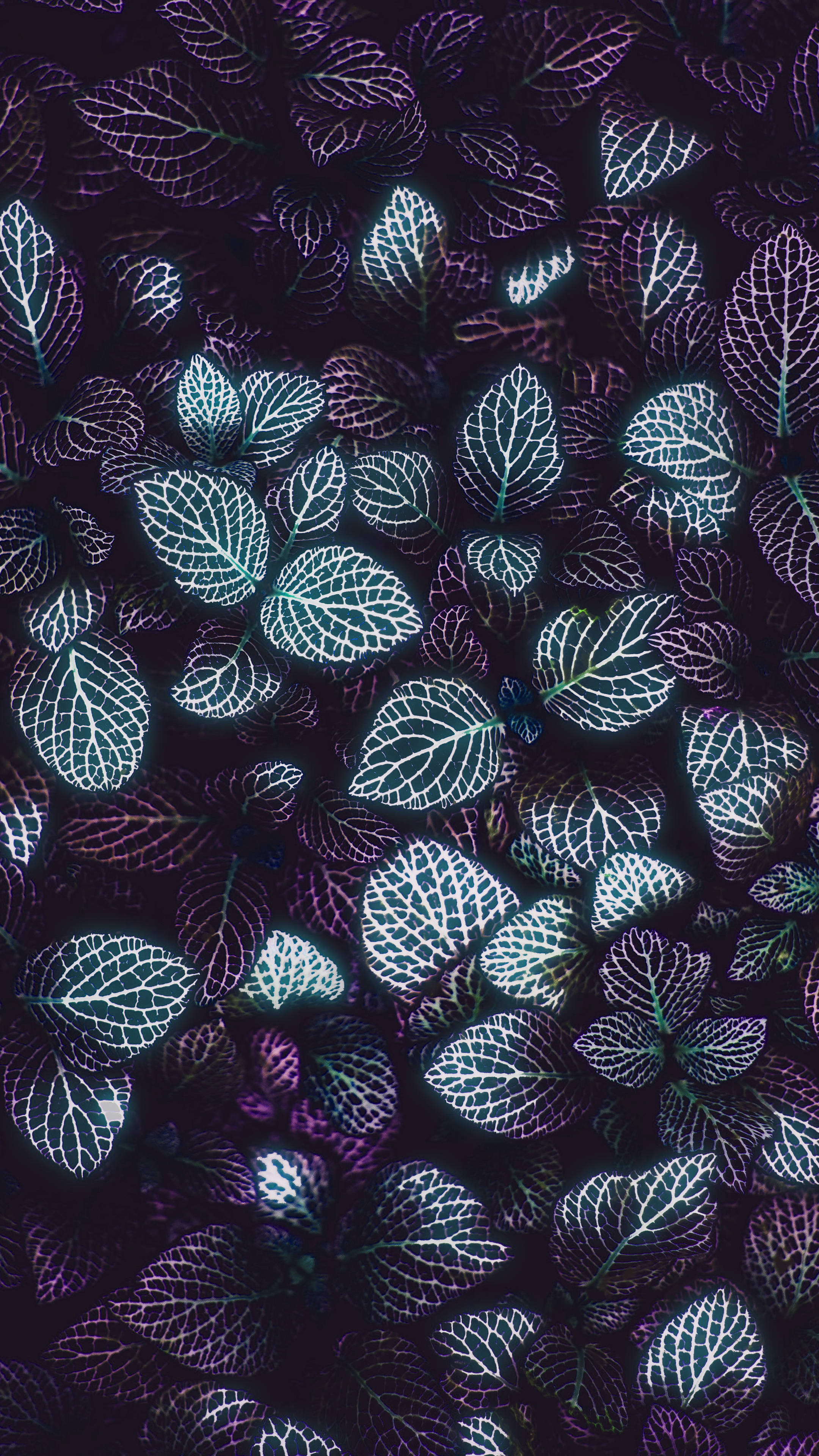 Dark Minimalist Plant Leaves Phone Wallpaper