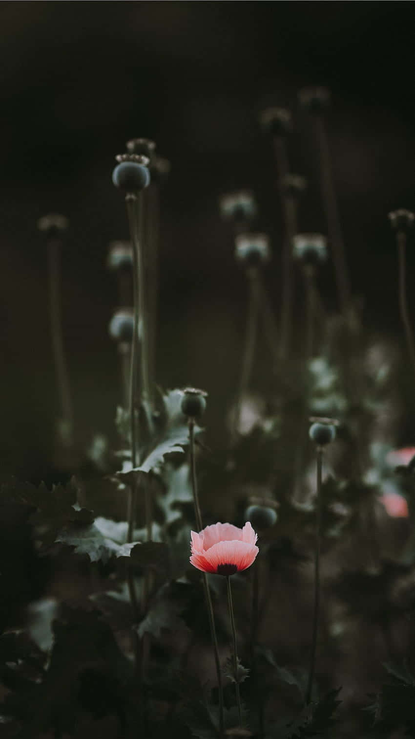 Mørk Stemningsfull Blomster Ensomhet Bakgrunnsbildet