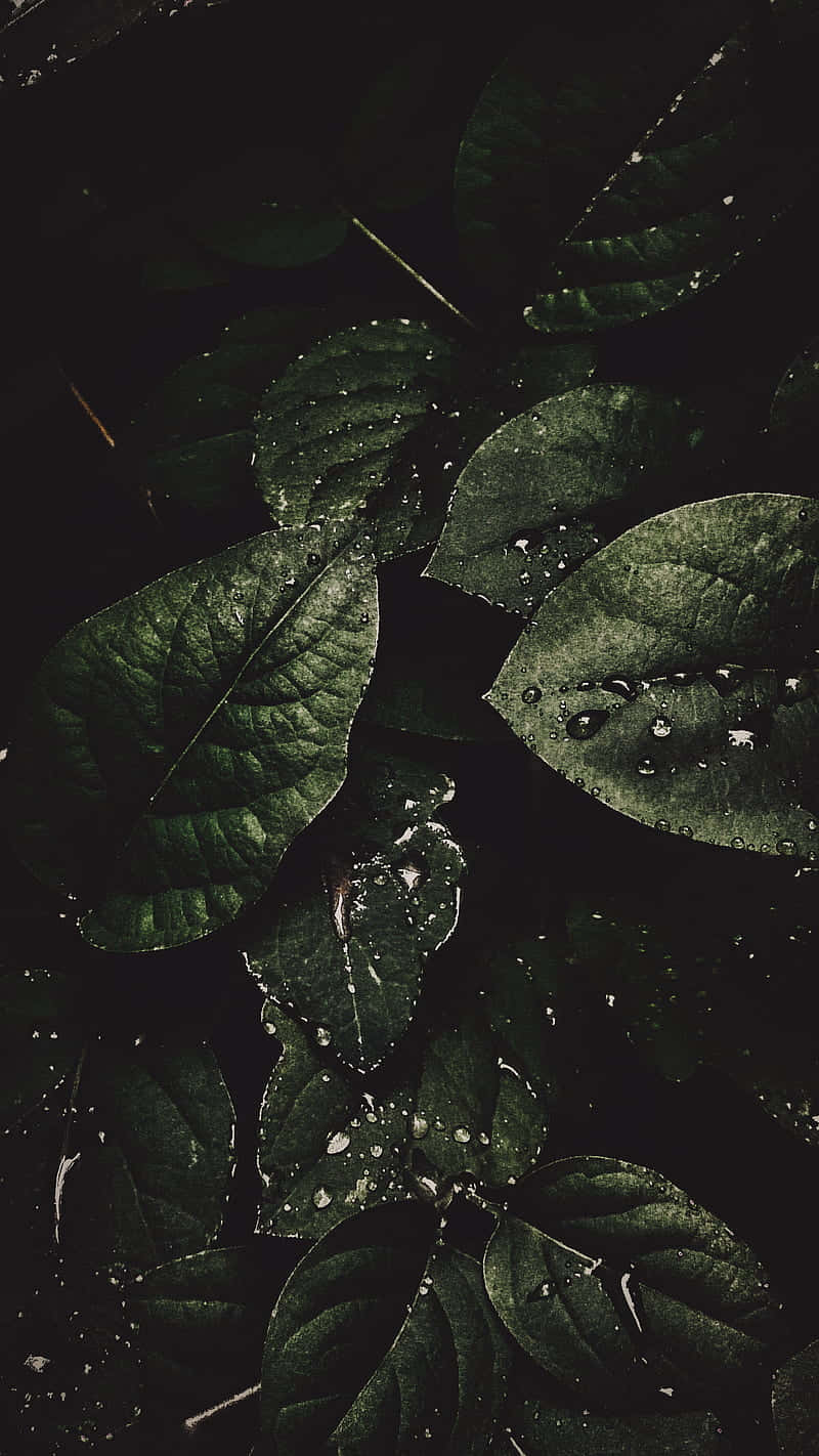 Feuilles Sombres Et Humides Avec Gouttes De Rosée Fond d'écran