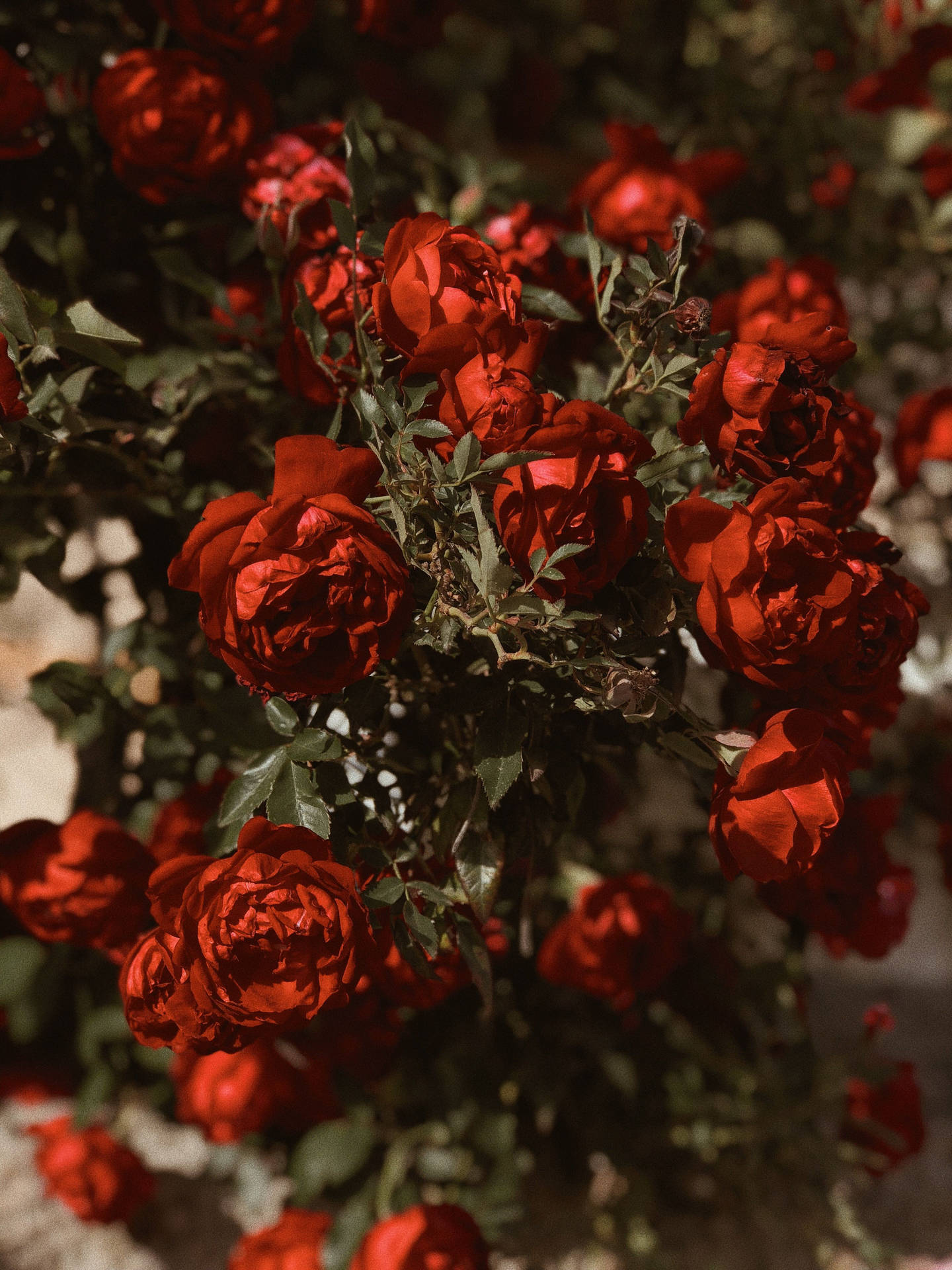 Dark Moody Red Roses Wallpaper